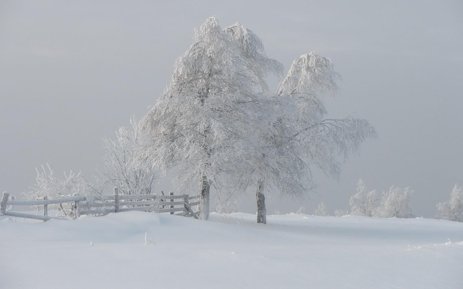 Free download HD Wallpaper Pics Winter fog Wallpaper