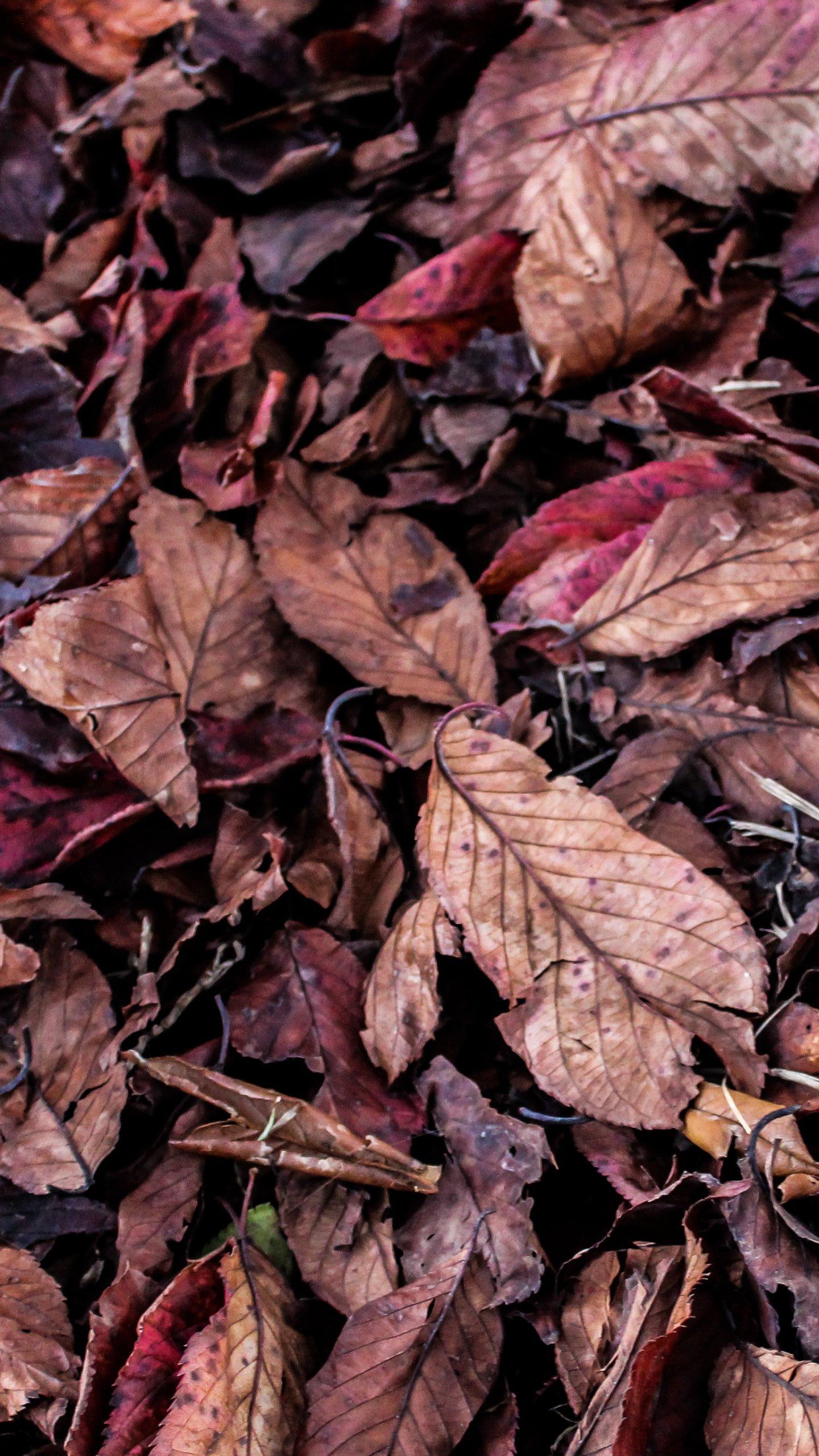 Fall Leaves on Ground Texture Wallpaper, Android & Desktop Background