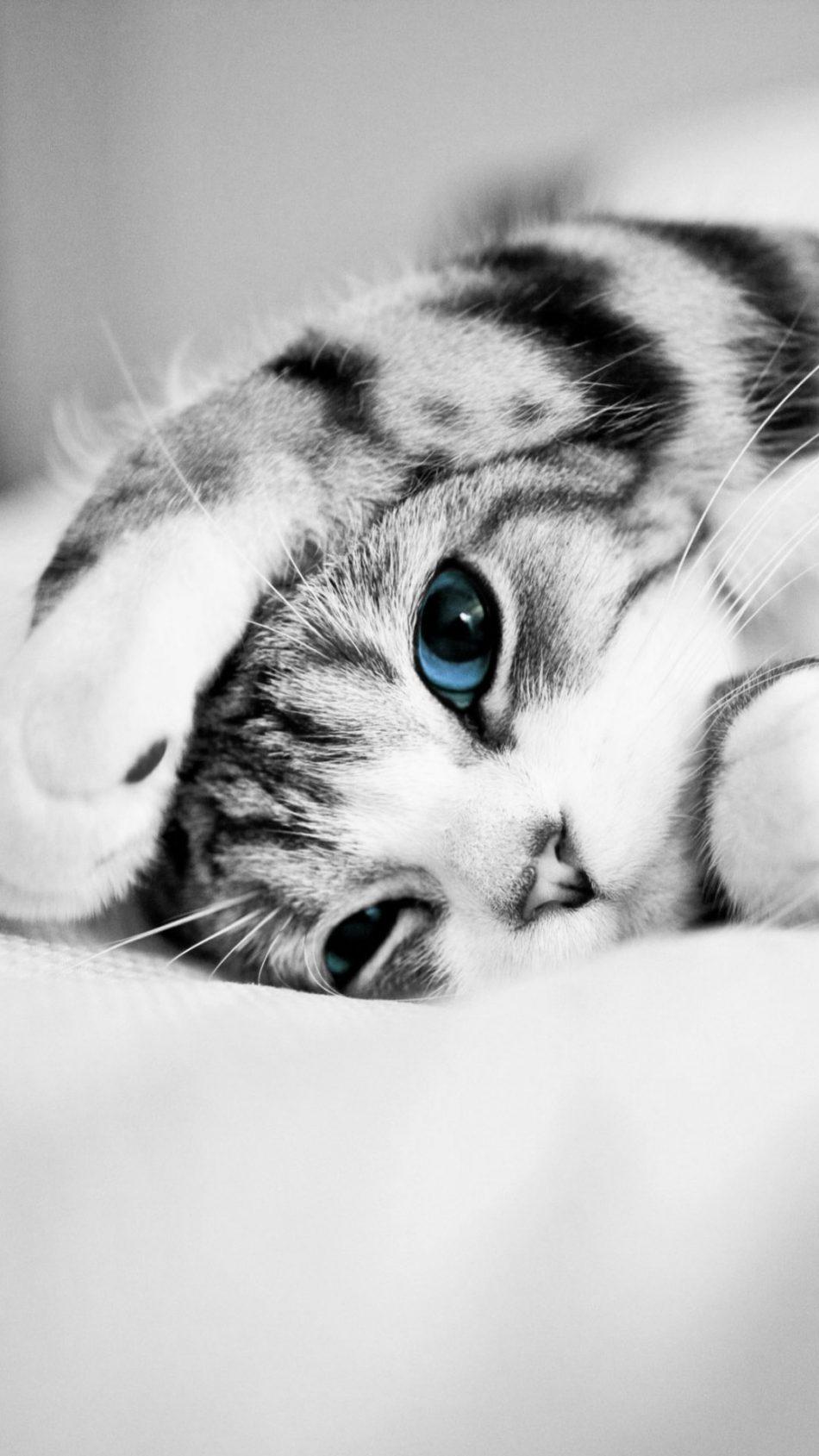 Adorable Cute Blue Eyed Kitten HD Mobile Wallpaper Kitties