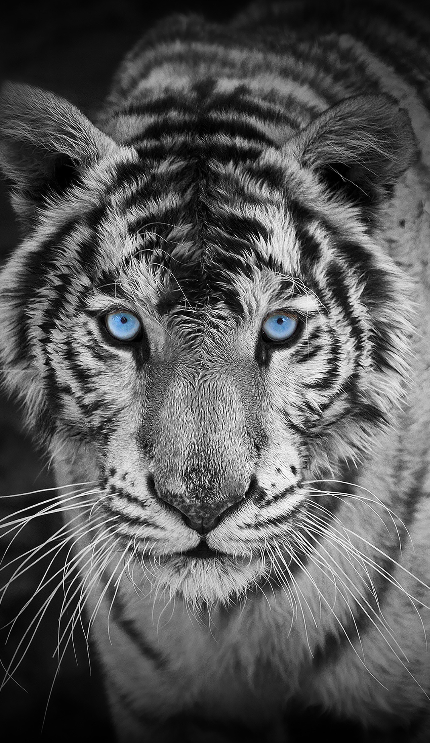 Mobile Blue Eyes Wallpapers Wallpaper Cave