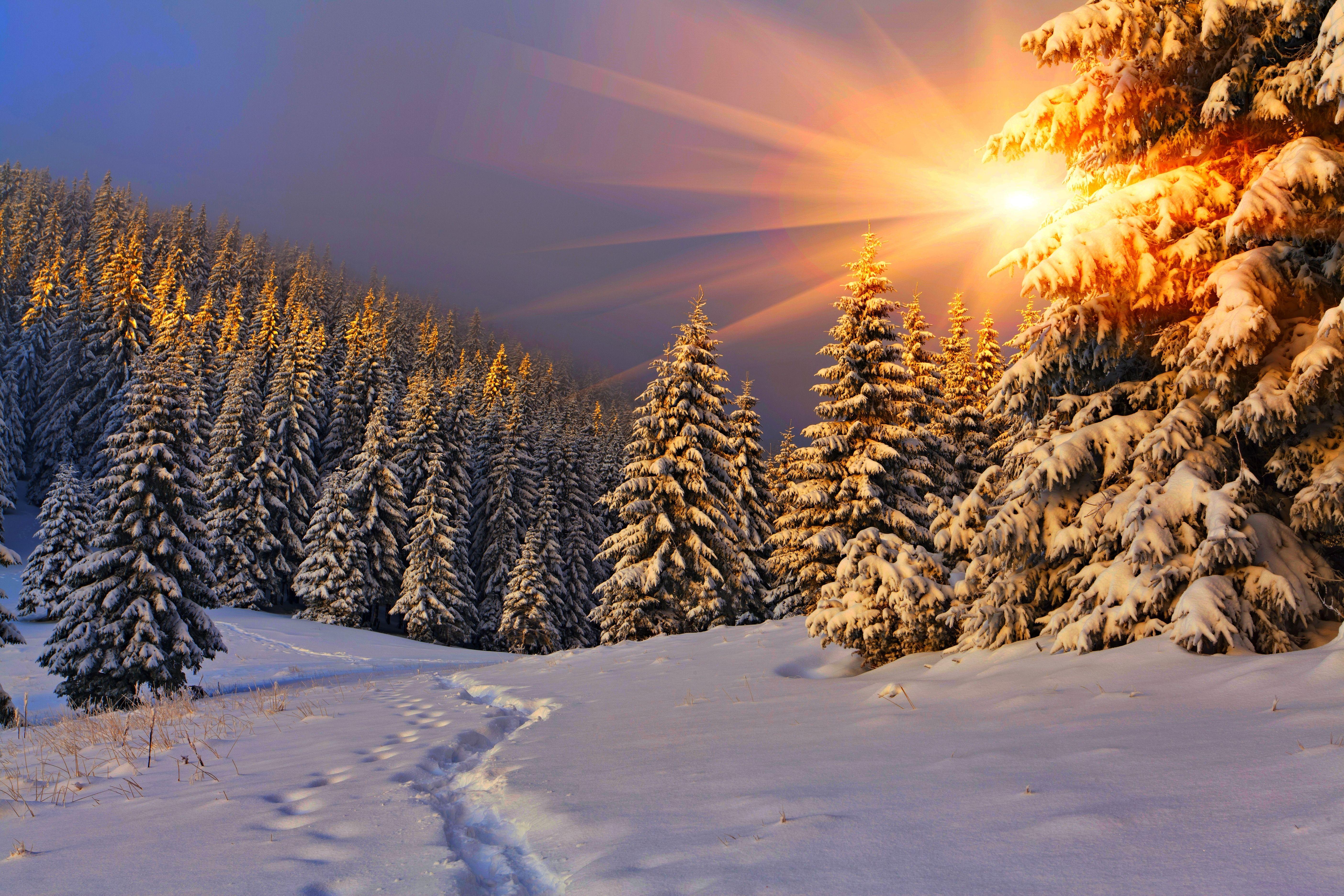 Winter Sun, Winter, White, Winter Time, Path, Sun