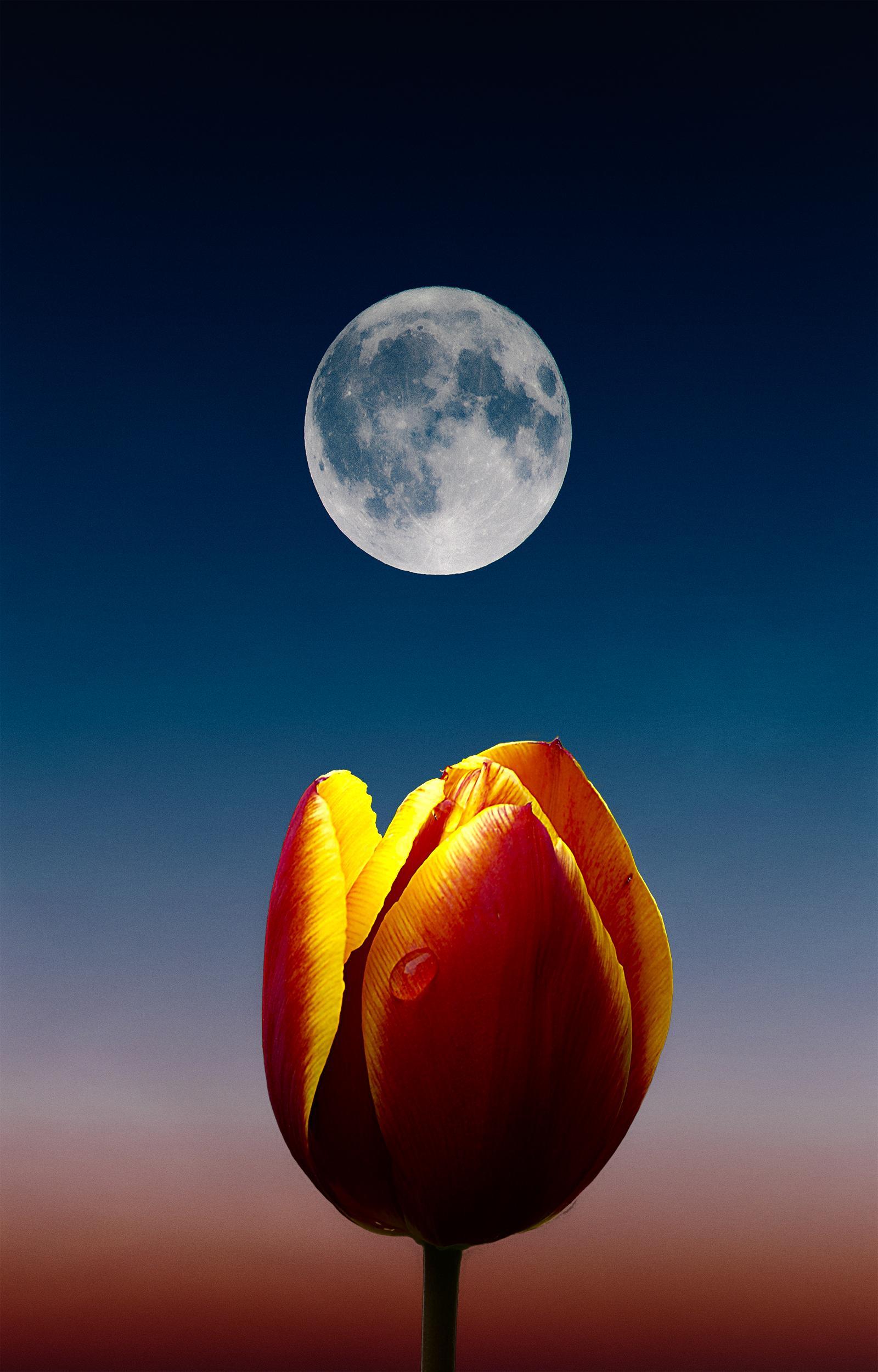 Phone Wallpaper HD Moon & Flower Best Pic NSempire