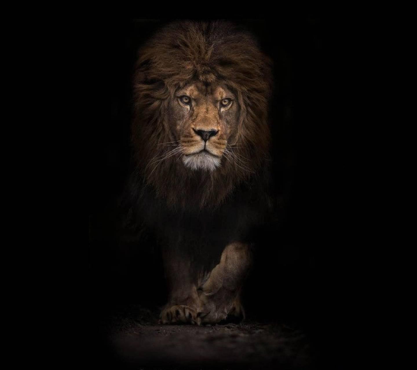 The King Lions Wallpaper HD