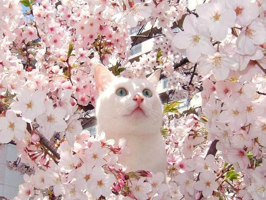 cat#cute#pink#blue#eyes