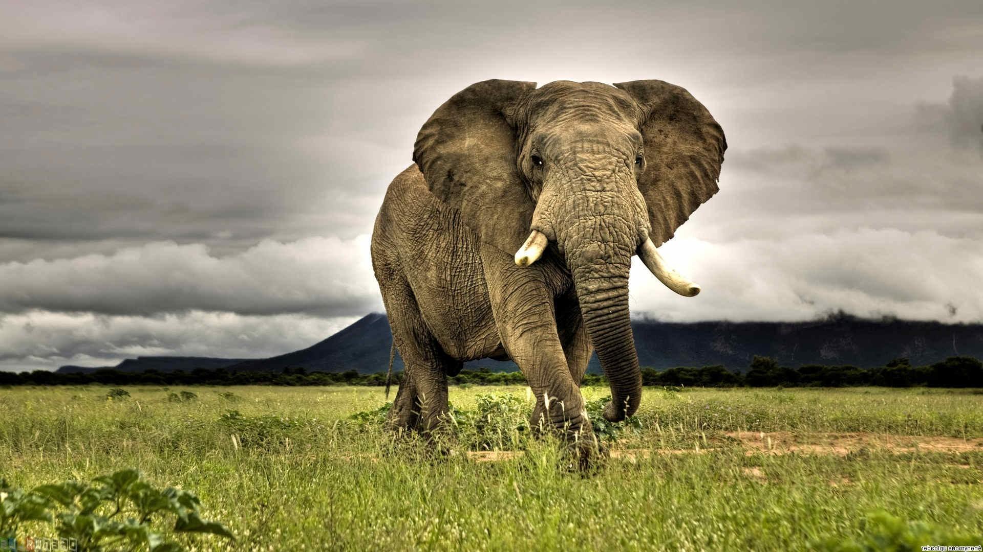 elephants, Animals, African, Nature, Grass, Savannah