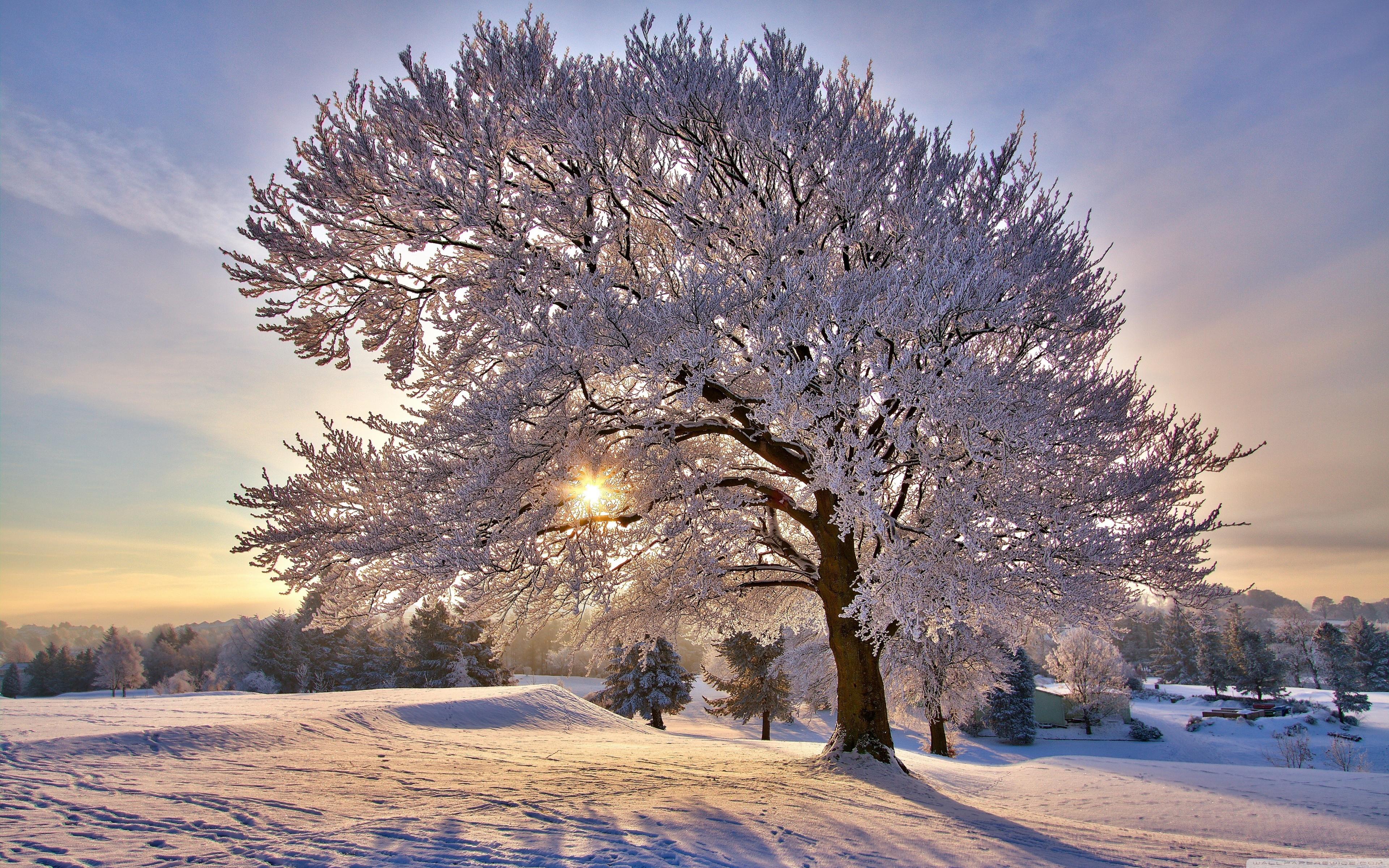 Beautiful Winter Morning Ultra HD Desktop Background