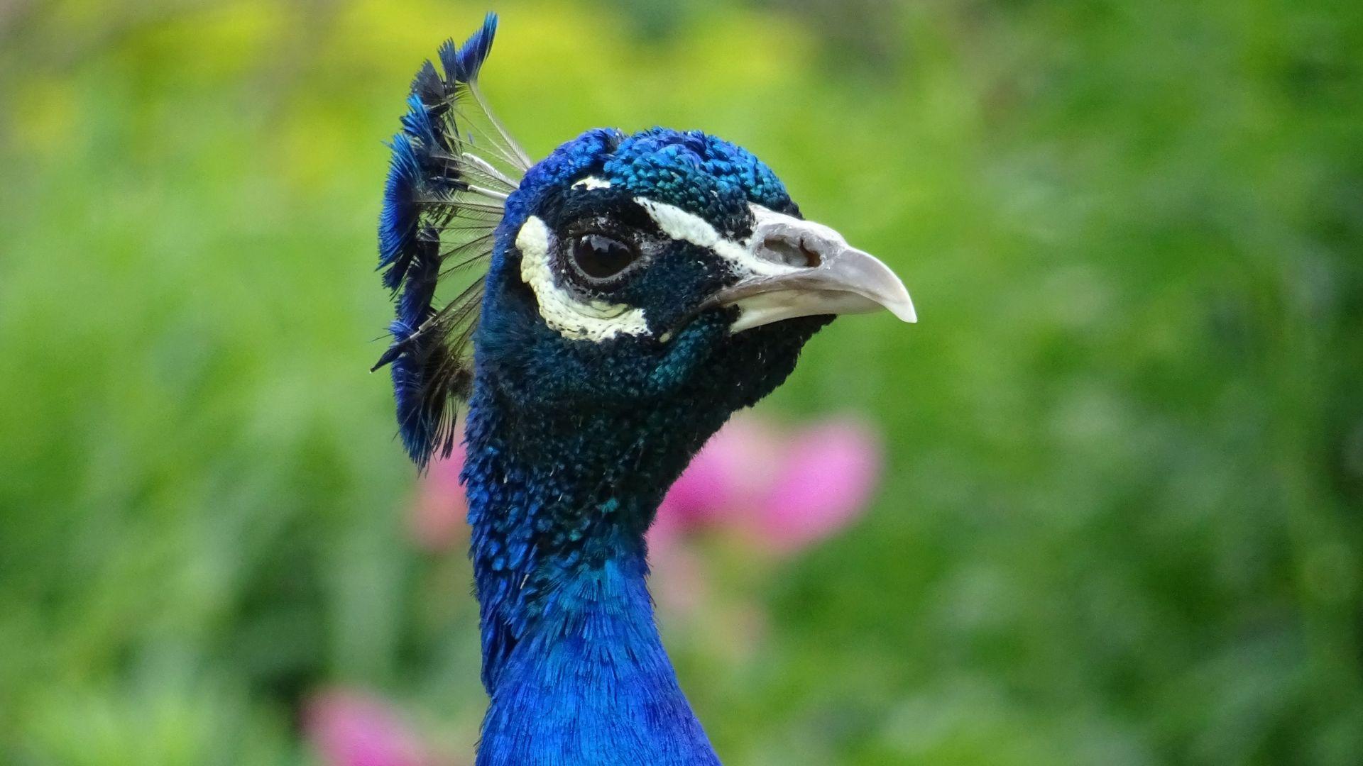 Wildlife Photography of Peacock Wallpaper