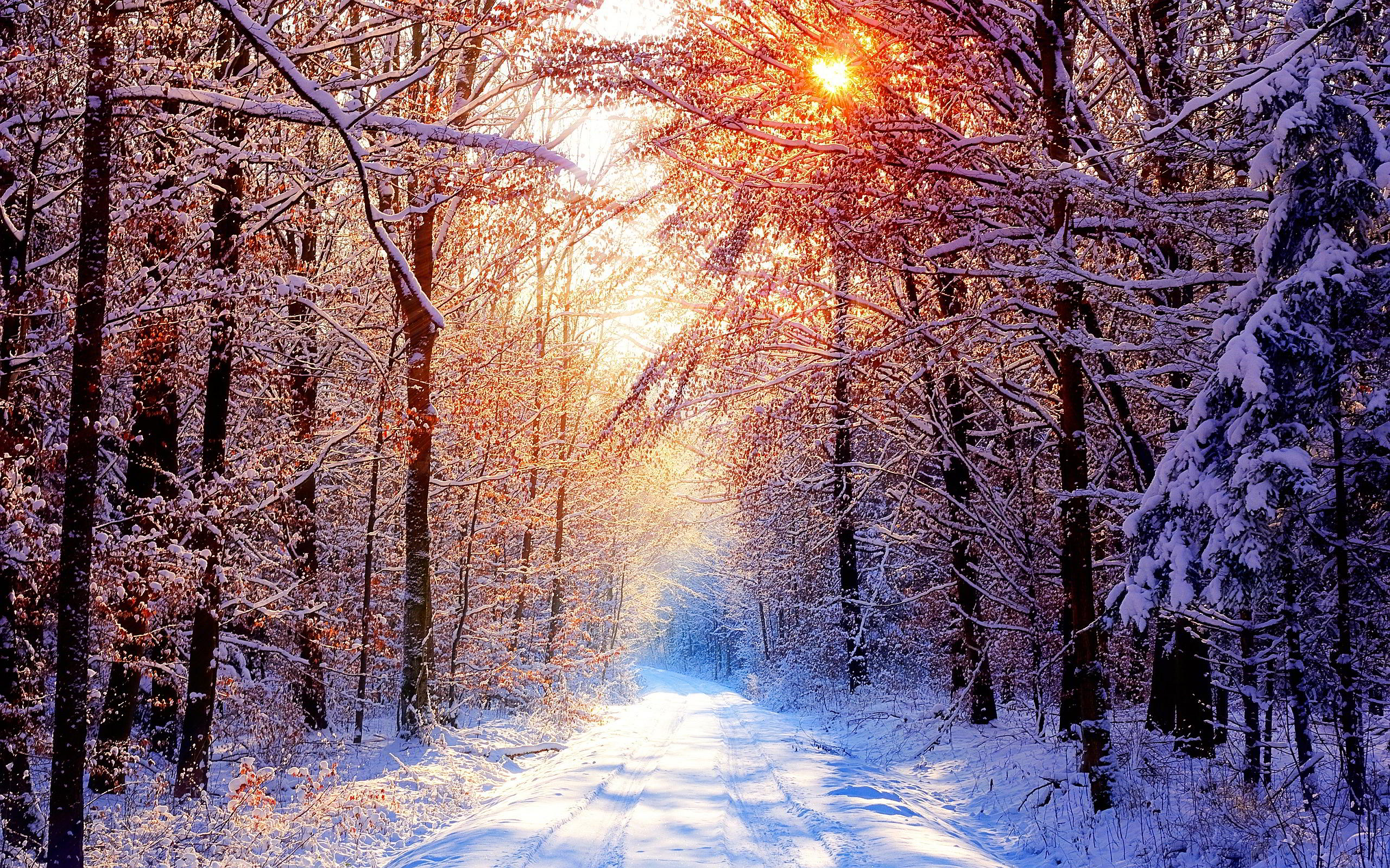 Winter Morning Forest wallpaperx1600