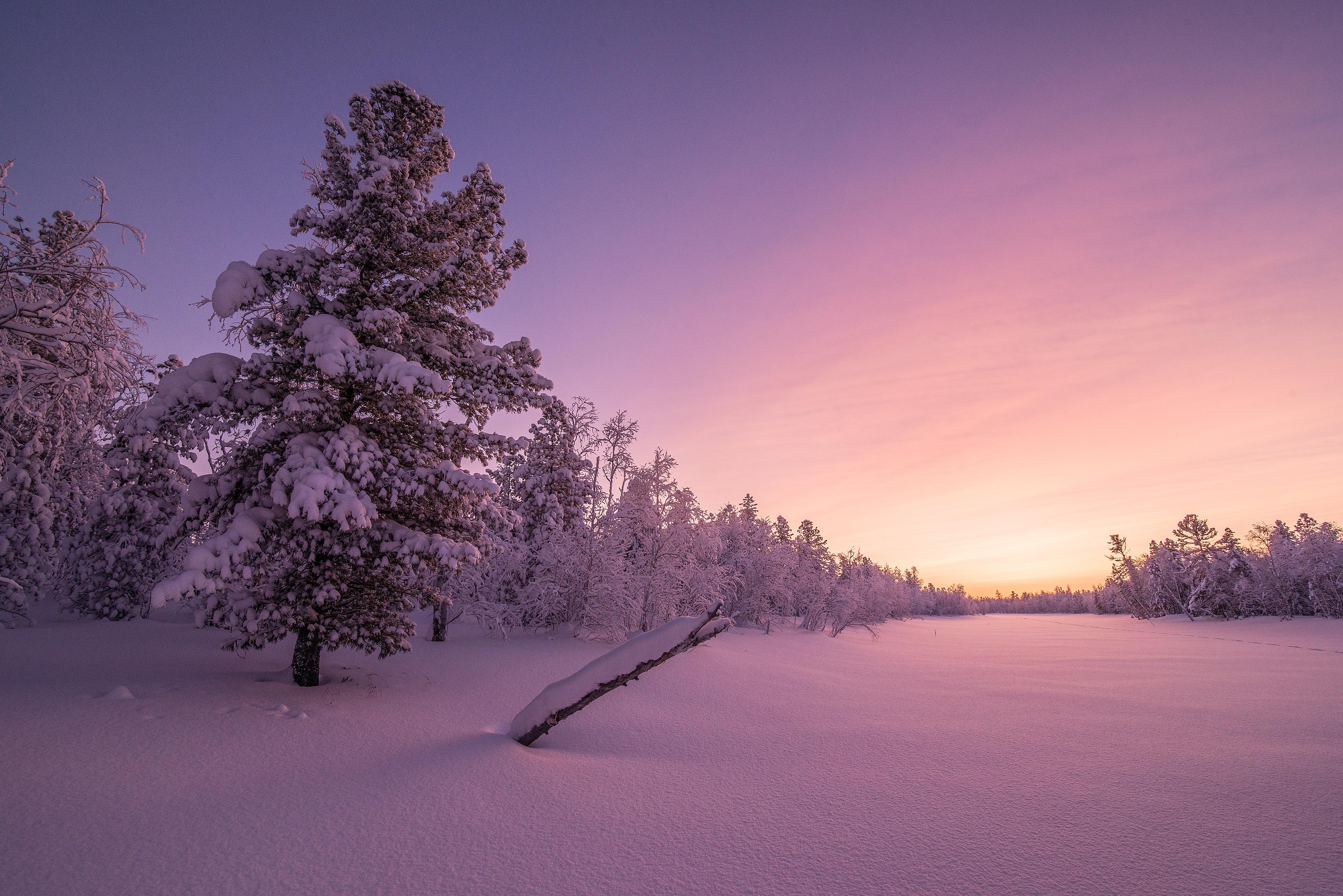 Wallpaper Frosty, Morning, Sunrise, Winter forest, HD, 4K