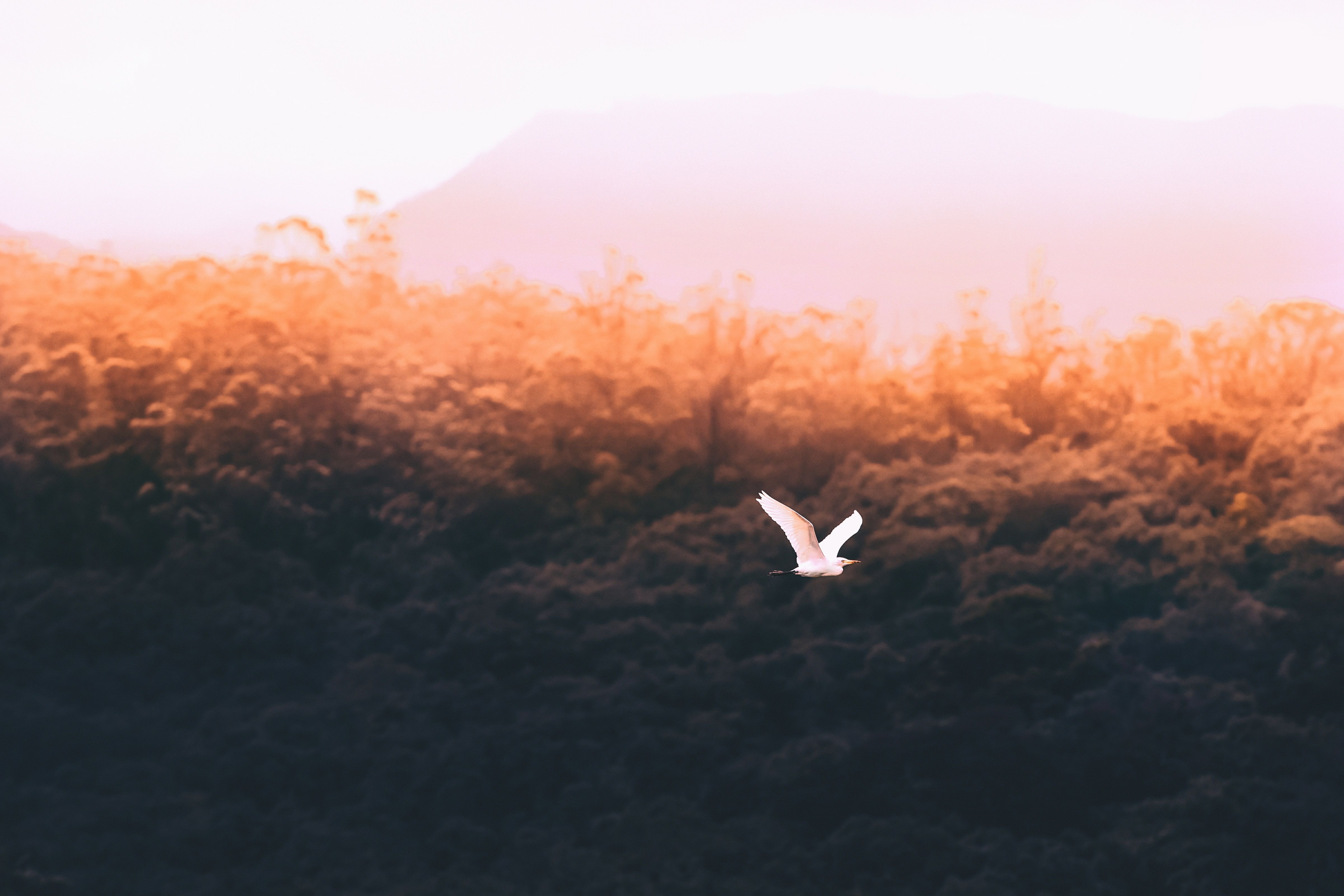 VSCO Desktop Wallpaper Free VSCO Desktop Background