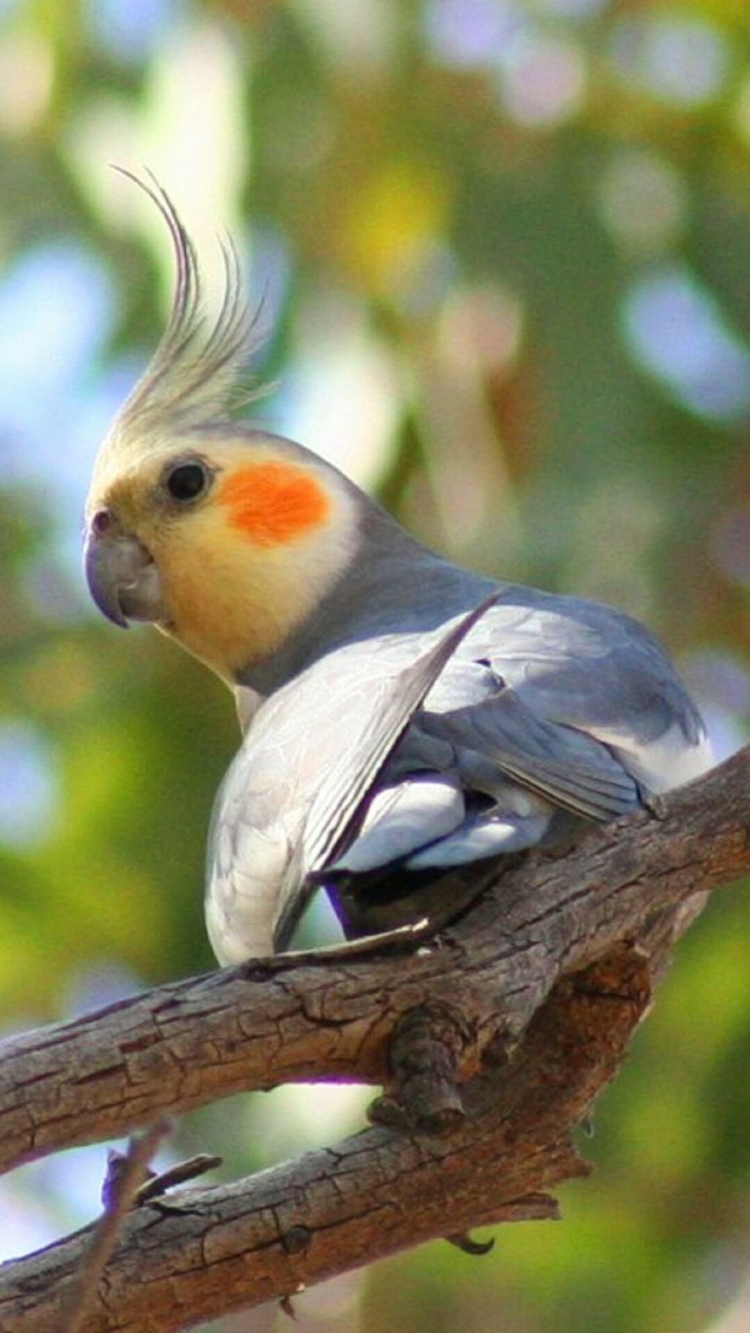 Cockatiels Wallpaper HD for Android