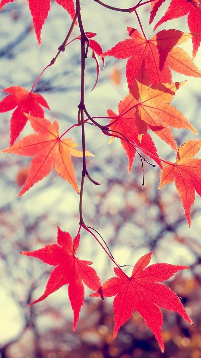 Beautifl Leaves Autumn Android Wallpaper. Phone Wallpaper