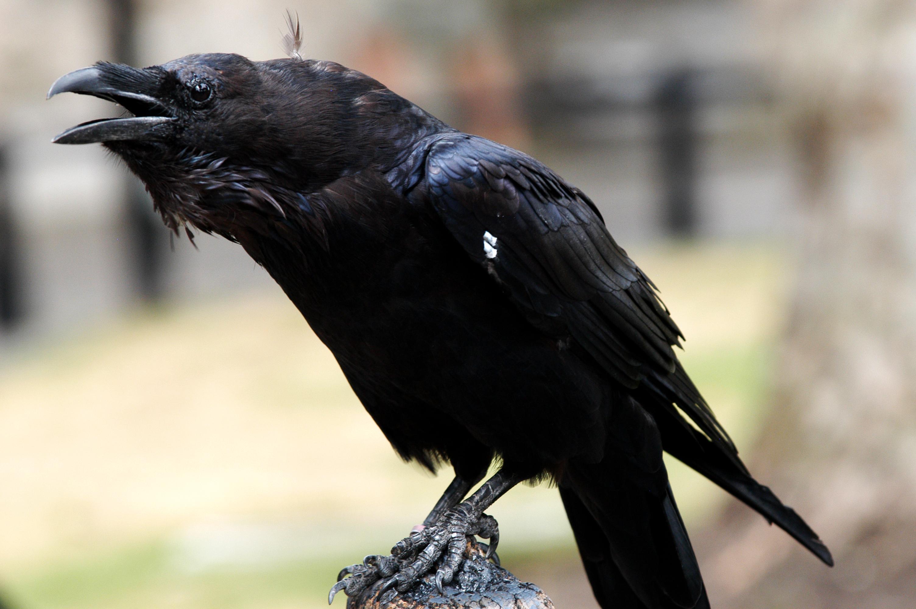 Common Raven HD Wallpaper. Background Imagex2000