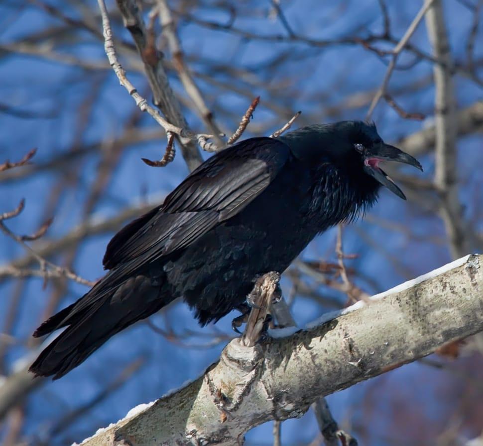 Common Raven Wallpapers - Wallpaper Cave