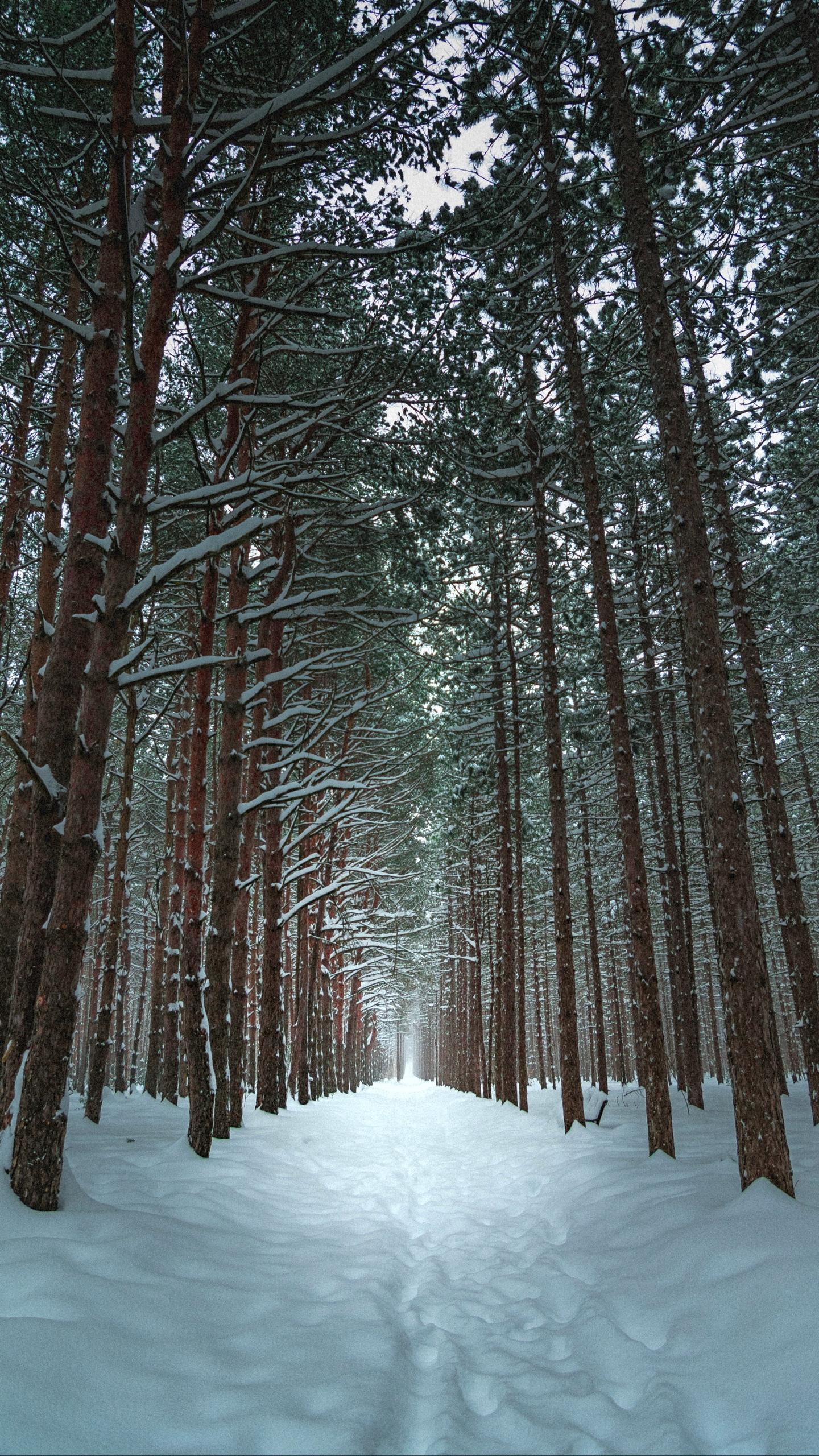 Download wallpaper 1440x2560 winter, forest, trail, snow