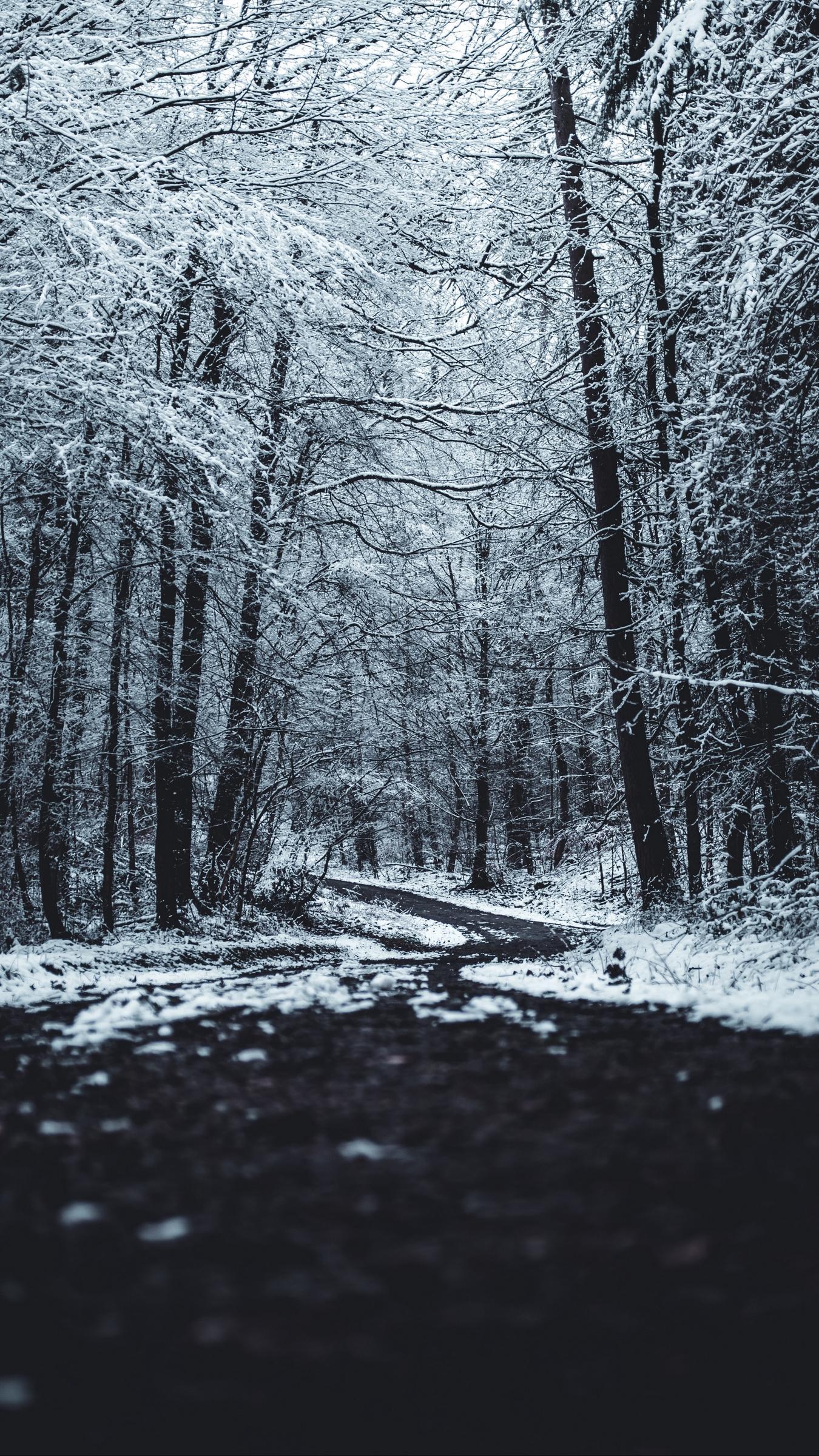 Download wallpaper 1350x2400 forest, trees, trail, winter