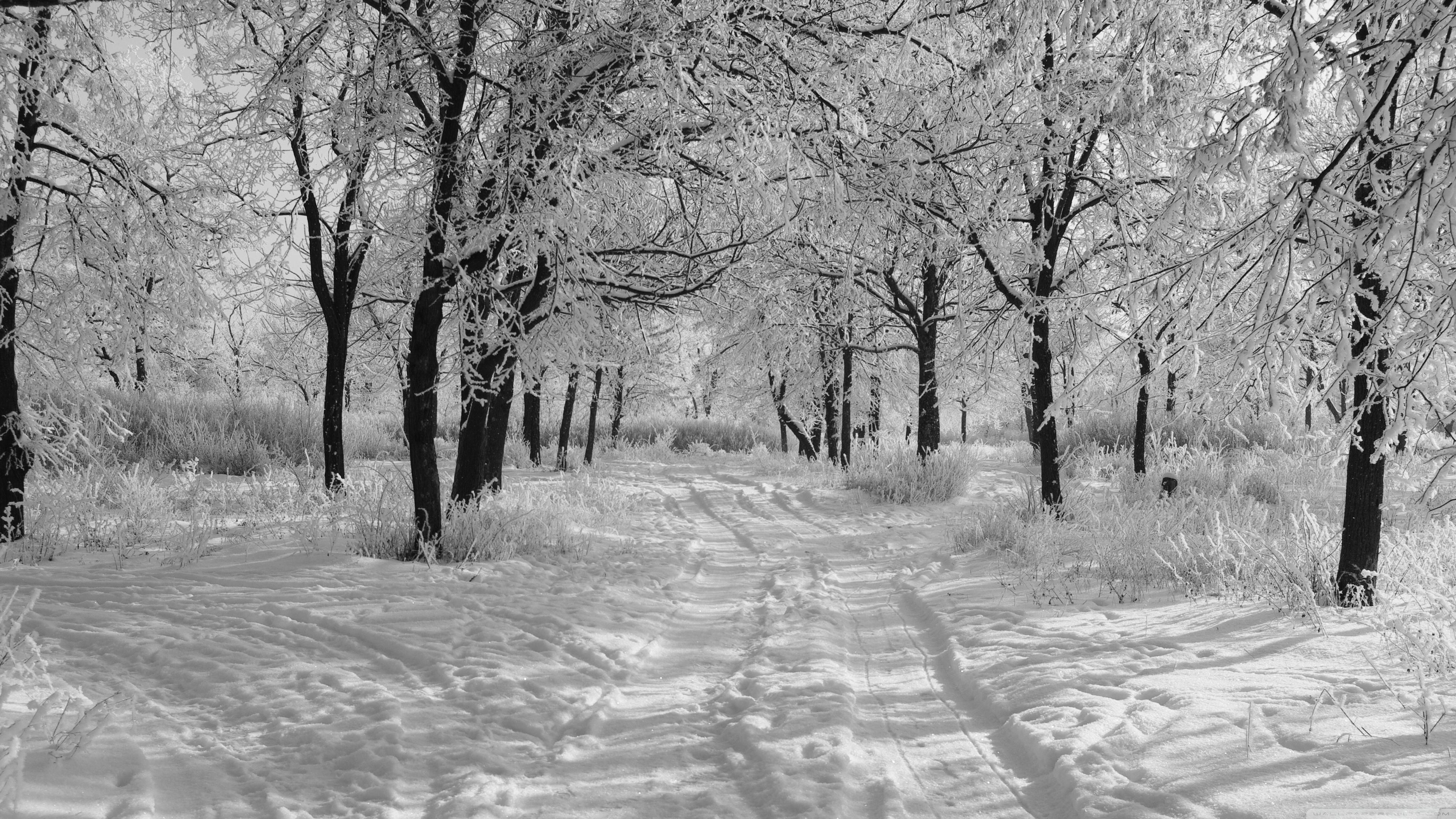 Trails In The Snow, Winter Ultra HD Desktop Background