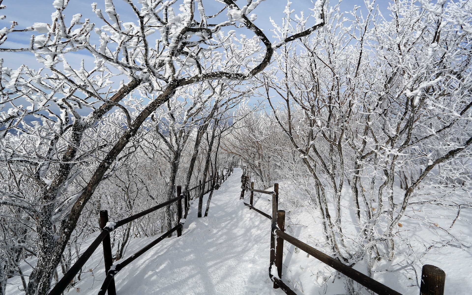 Trail path fence trees winter snow orchard nature landscapes