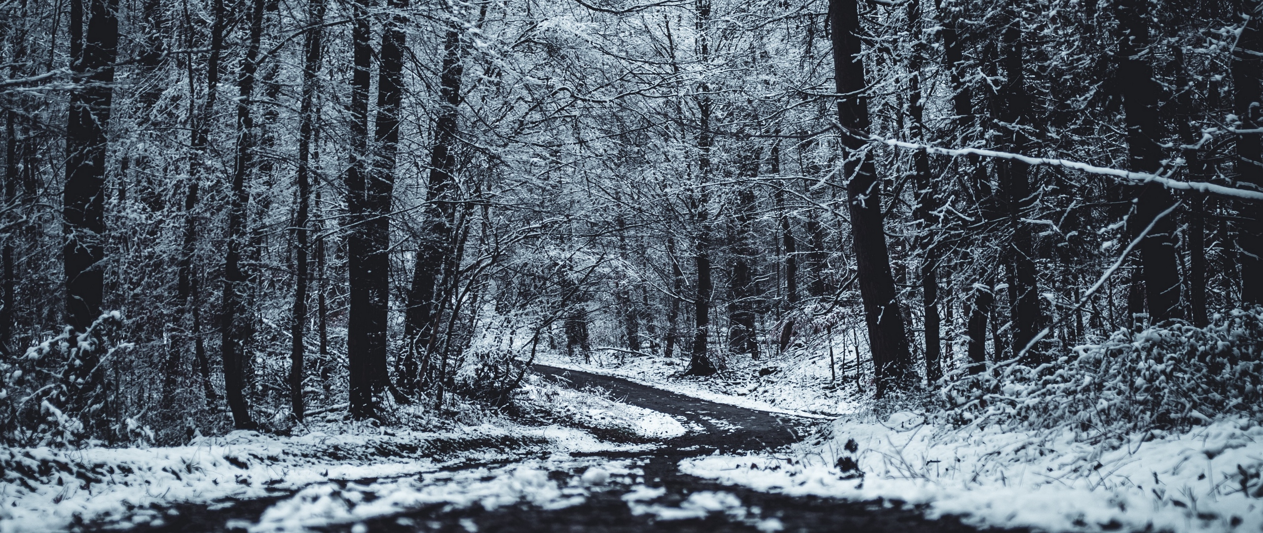 Download wallpaper 2560x1080 forest, trees, trail, winter