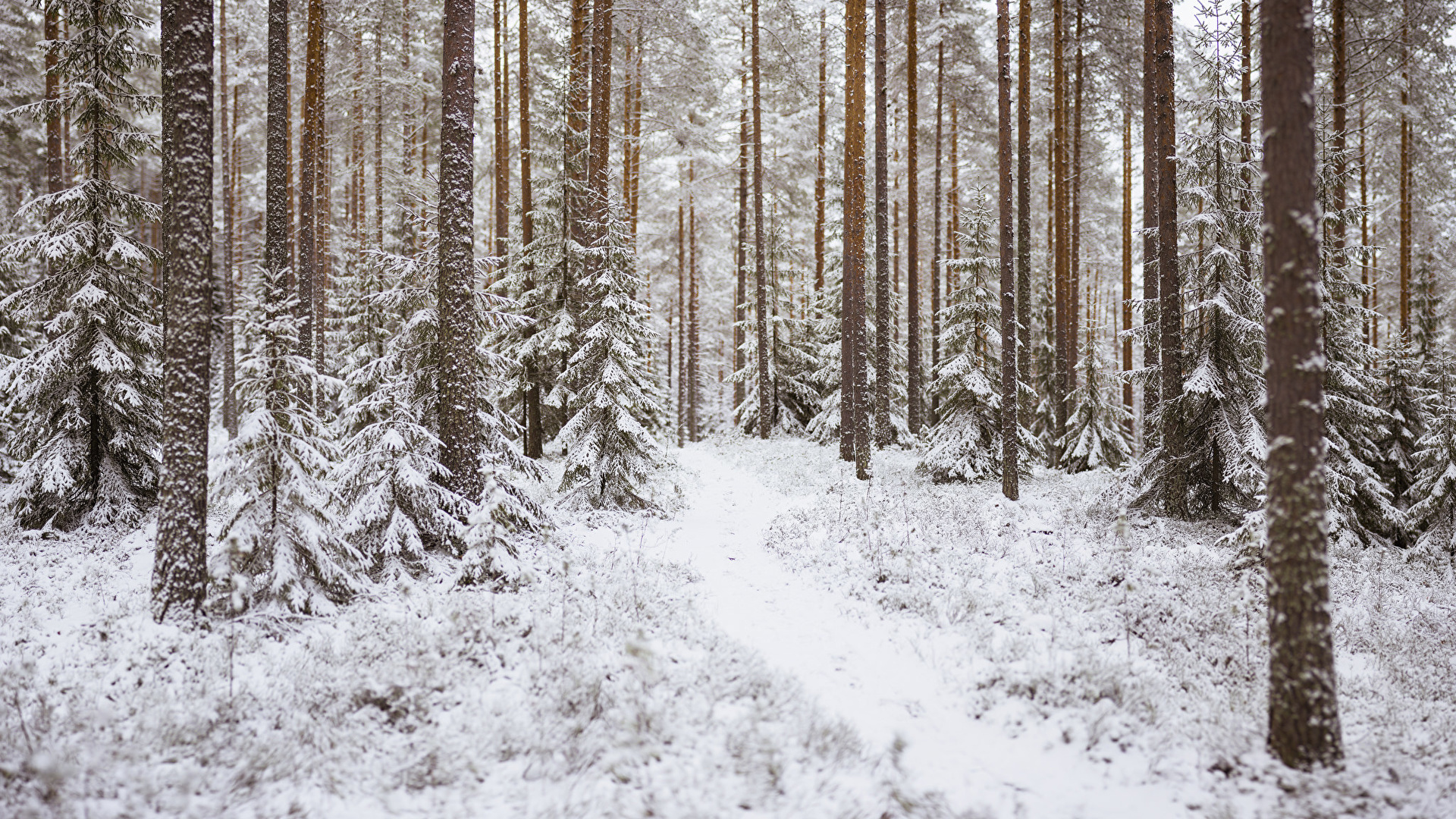 Wallpaper Trail Nature Winter Snow forest Trees 1920x1080