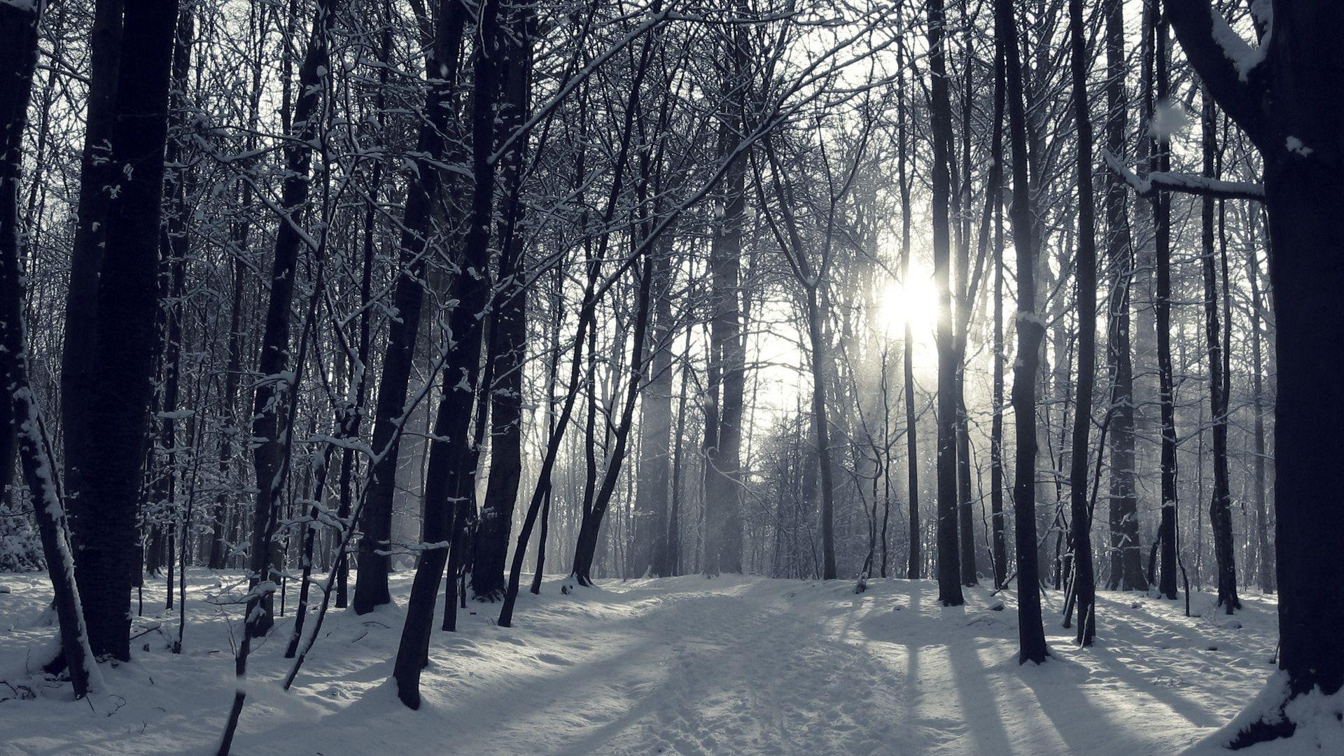 Trees Snow Trail Trees Path Winter Forest Nature Desktop