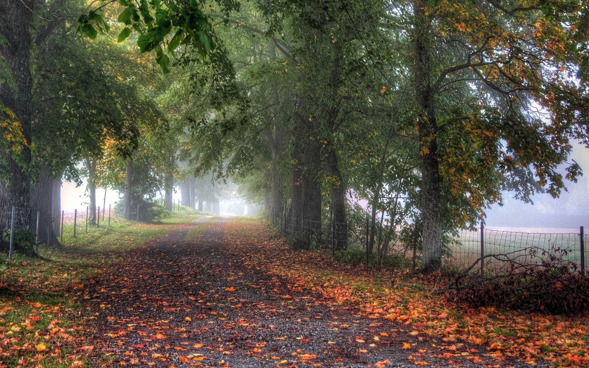 Path through misty park wallpaper wallpaper