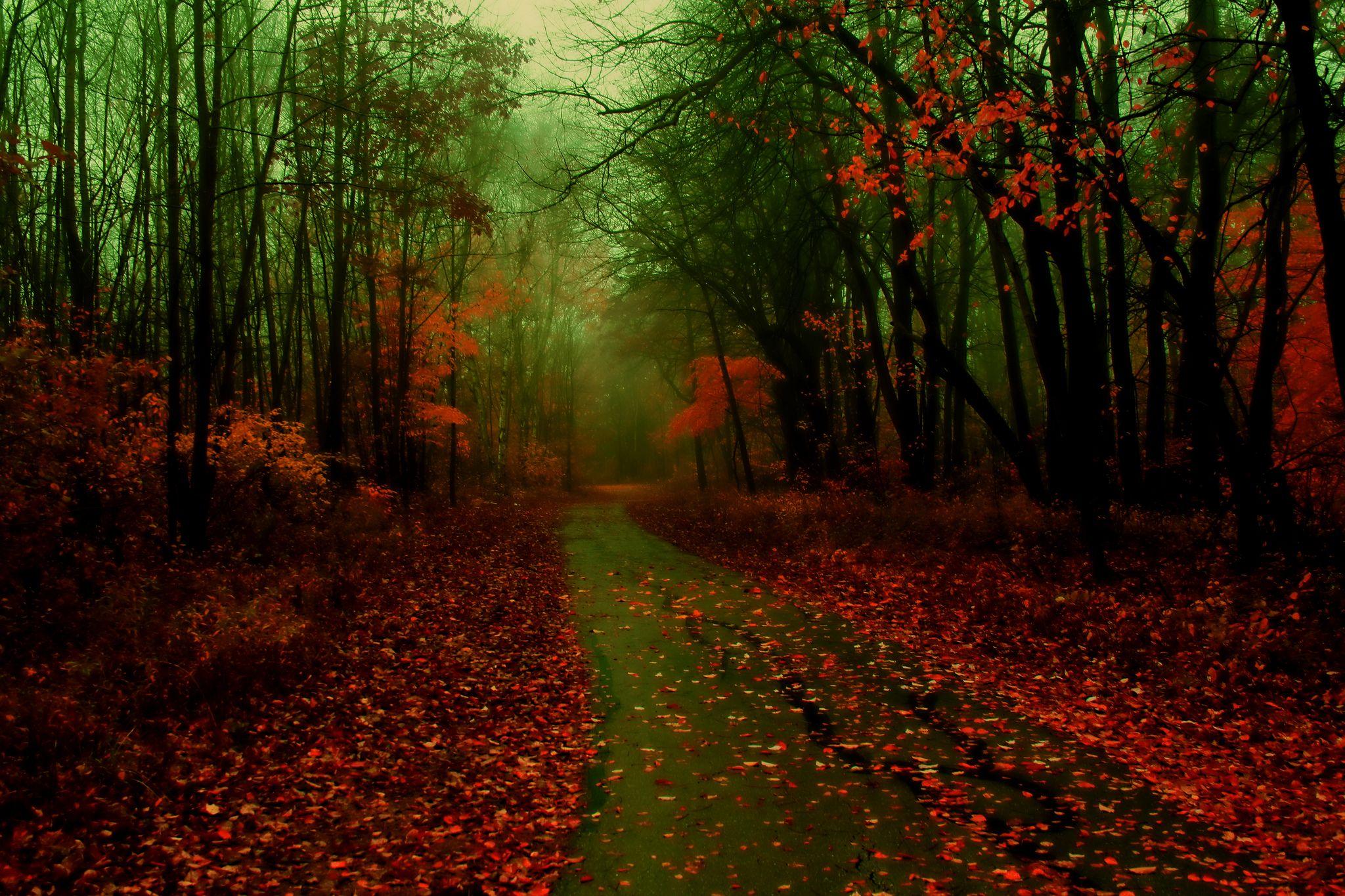 Misty Autumn. Autumn nature, Nature photography