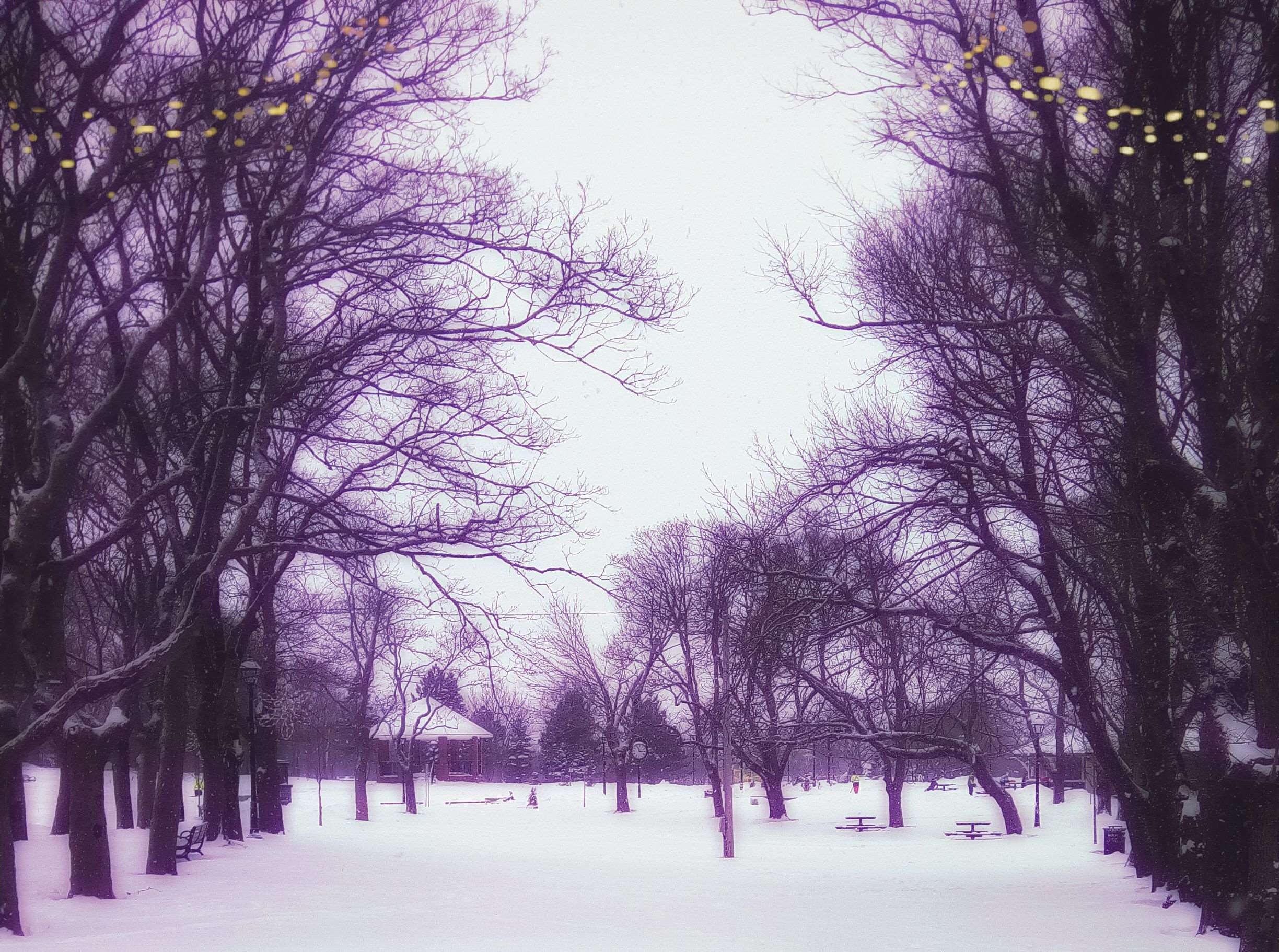 city park, misty, purple, purple trees wallpaper