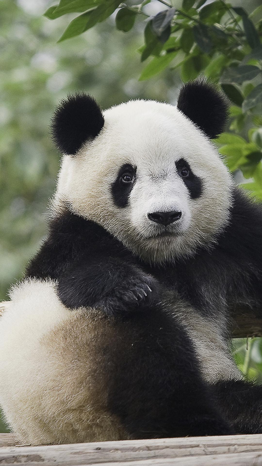 Desktop Wallpaper Pandas sit animal Glance 1080x1920