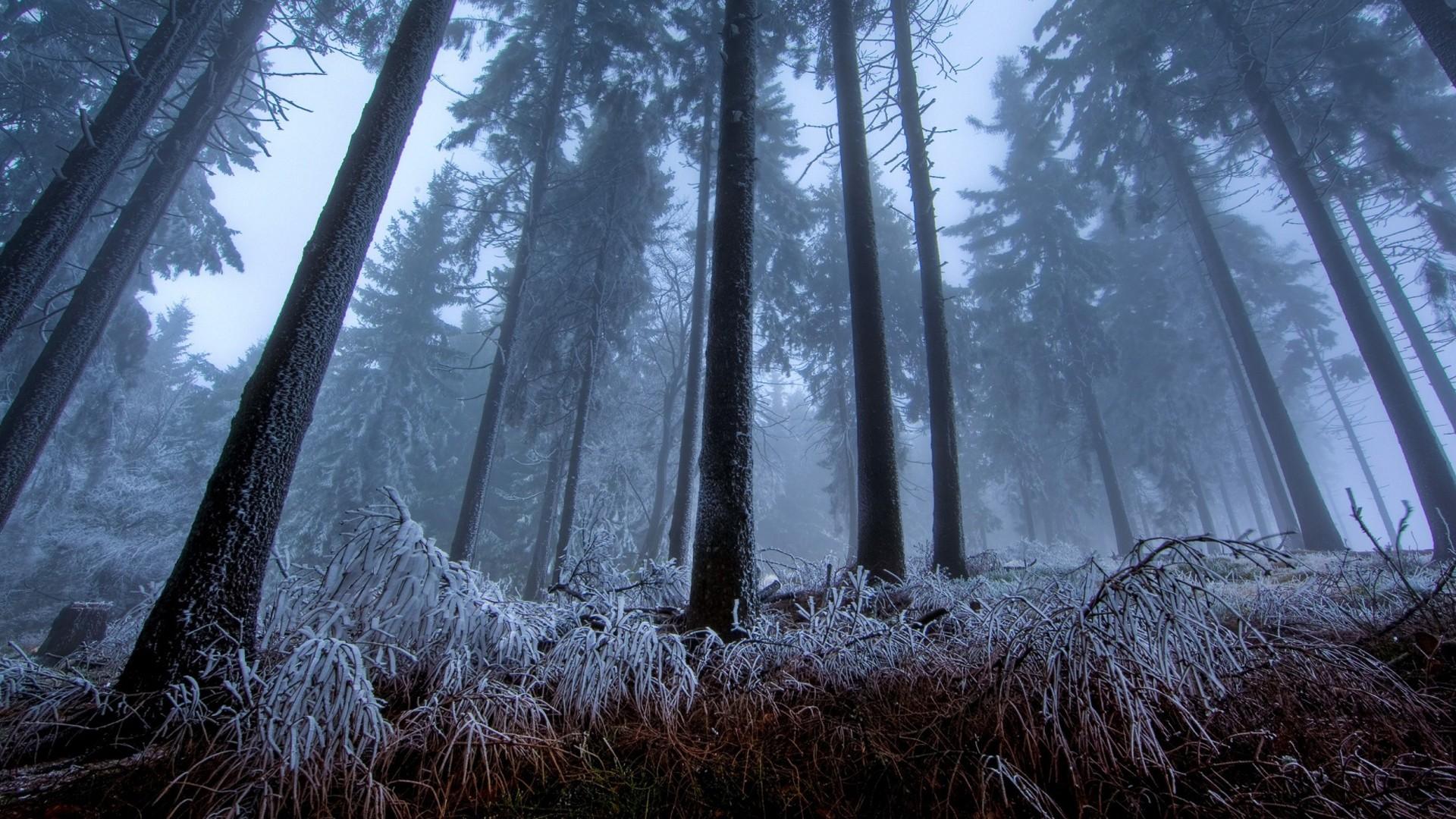 winter, Frost, Trees, Forest Wallpaper HD / Desktop