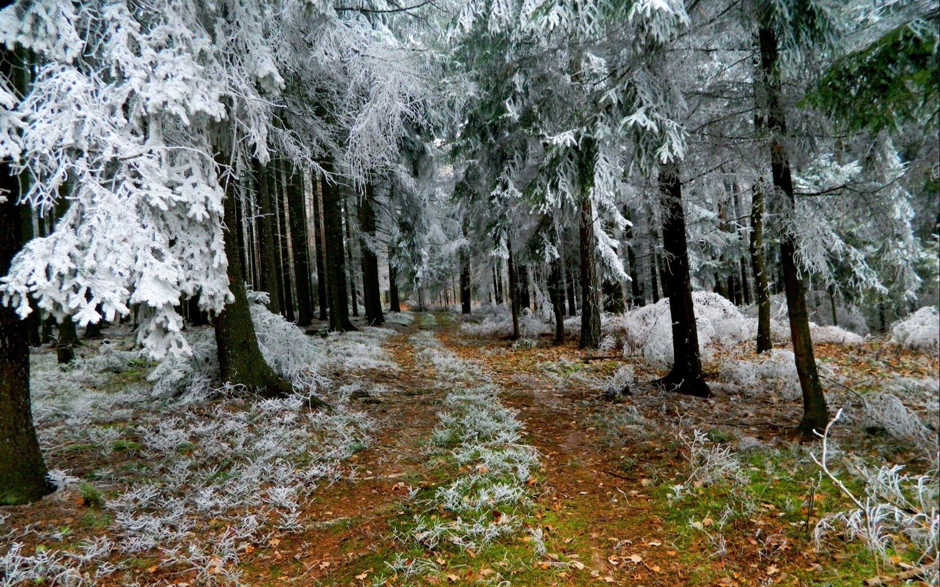 Winter Frost. Winter, frost, forest trees, the trail