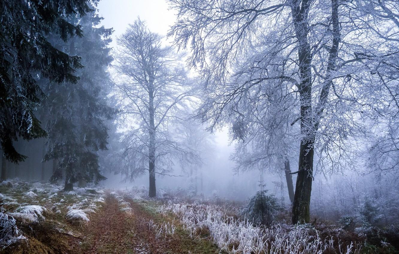 Wallpaper winter, frost, forest image for desktop, section