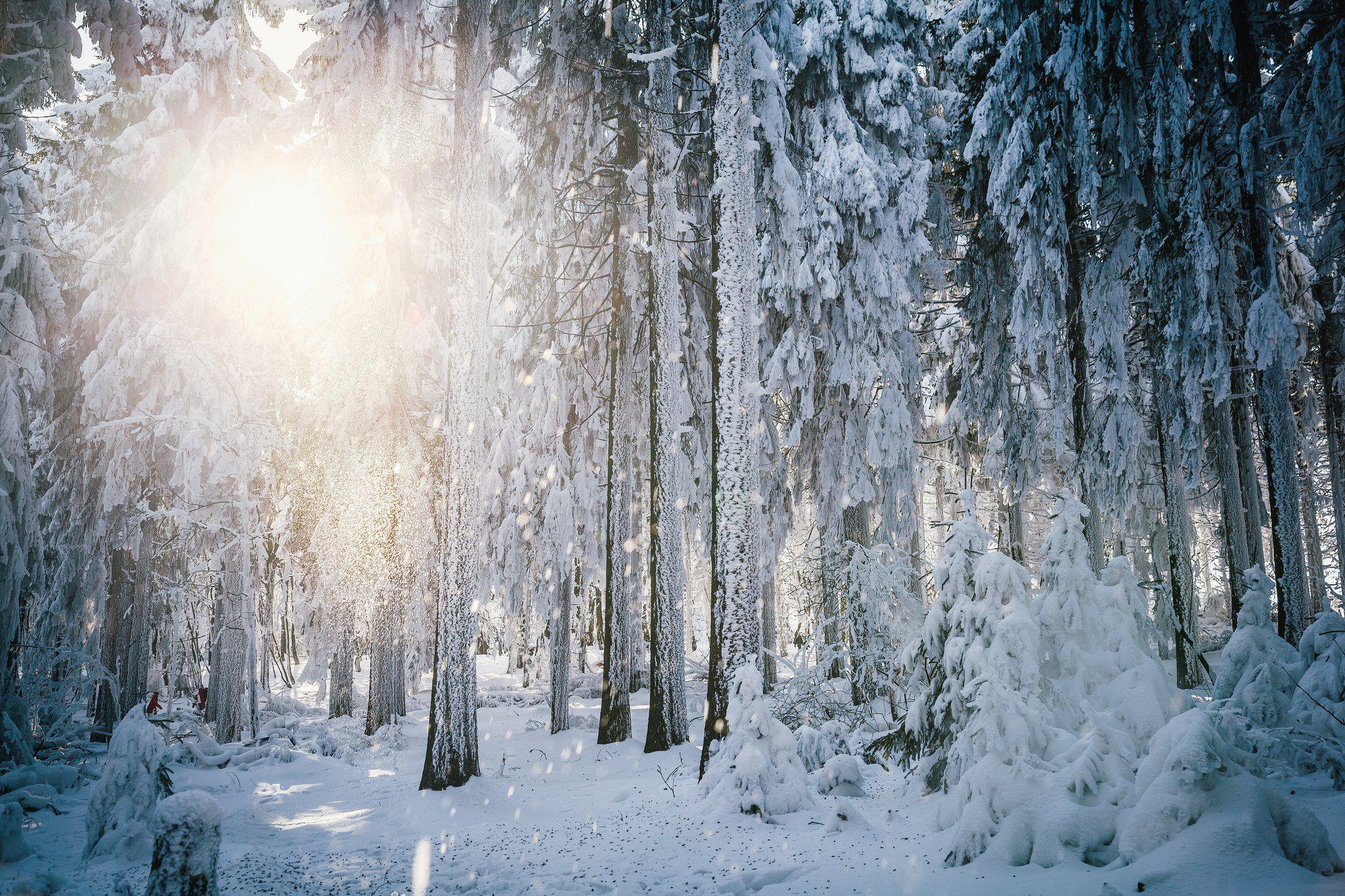 Sun Frost Winter Forest Trees Snow HD Background free