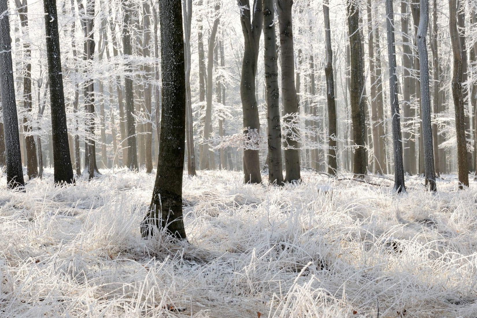 Winter Frost Forest Wallpaper Wall Mural. MuralsWallpaper