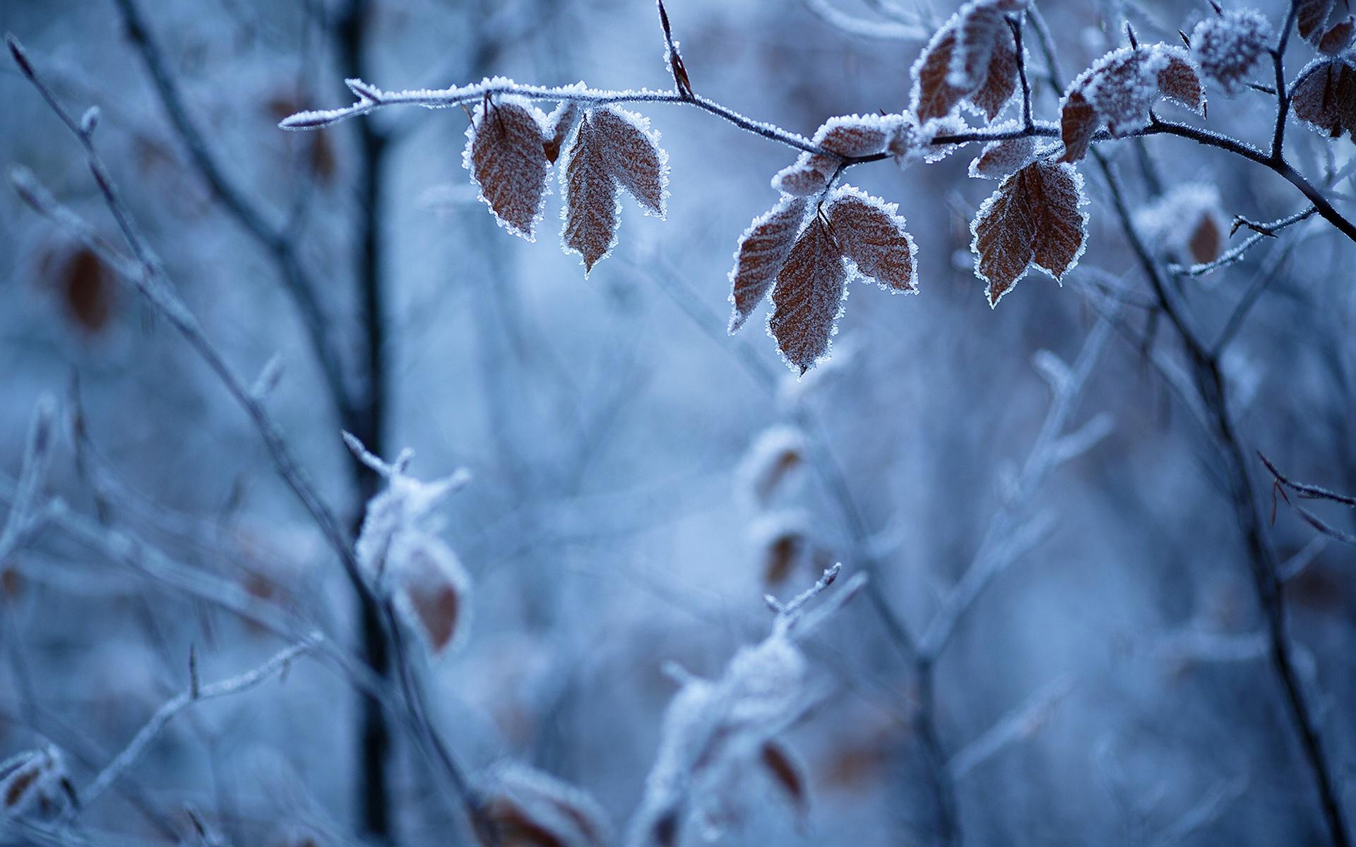 Wallpapers Forest winter, branches, leaves, frost 1920x1200