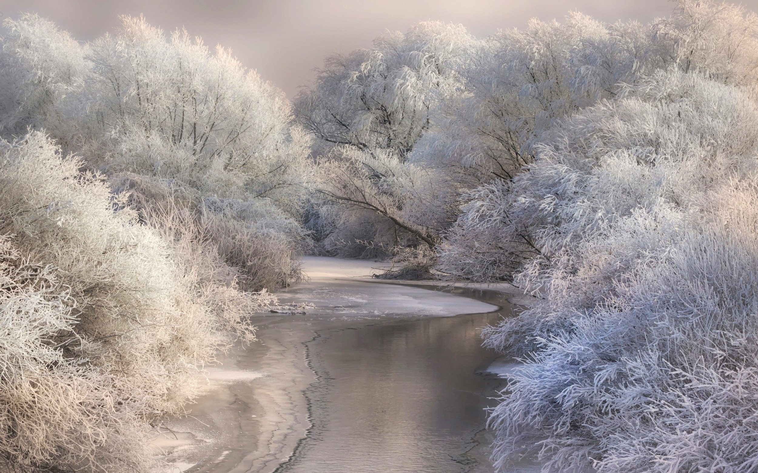 nature landscape river forest snow winter frost white
