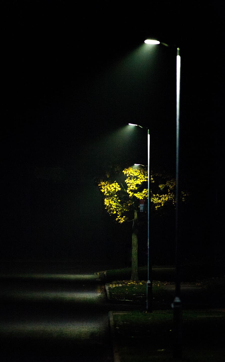 HD wallpaper: streetlight, mist, road light, scene, autumn