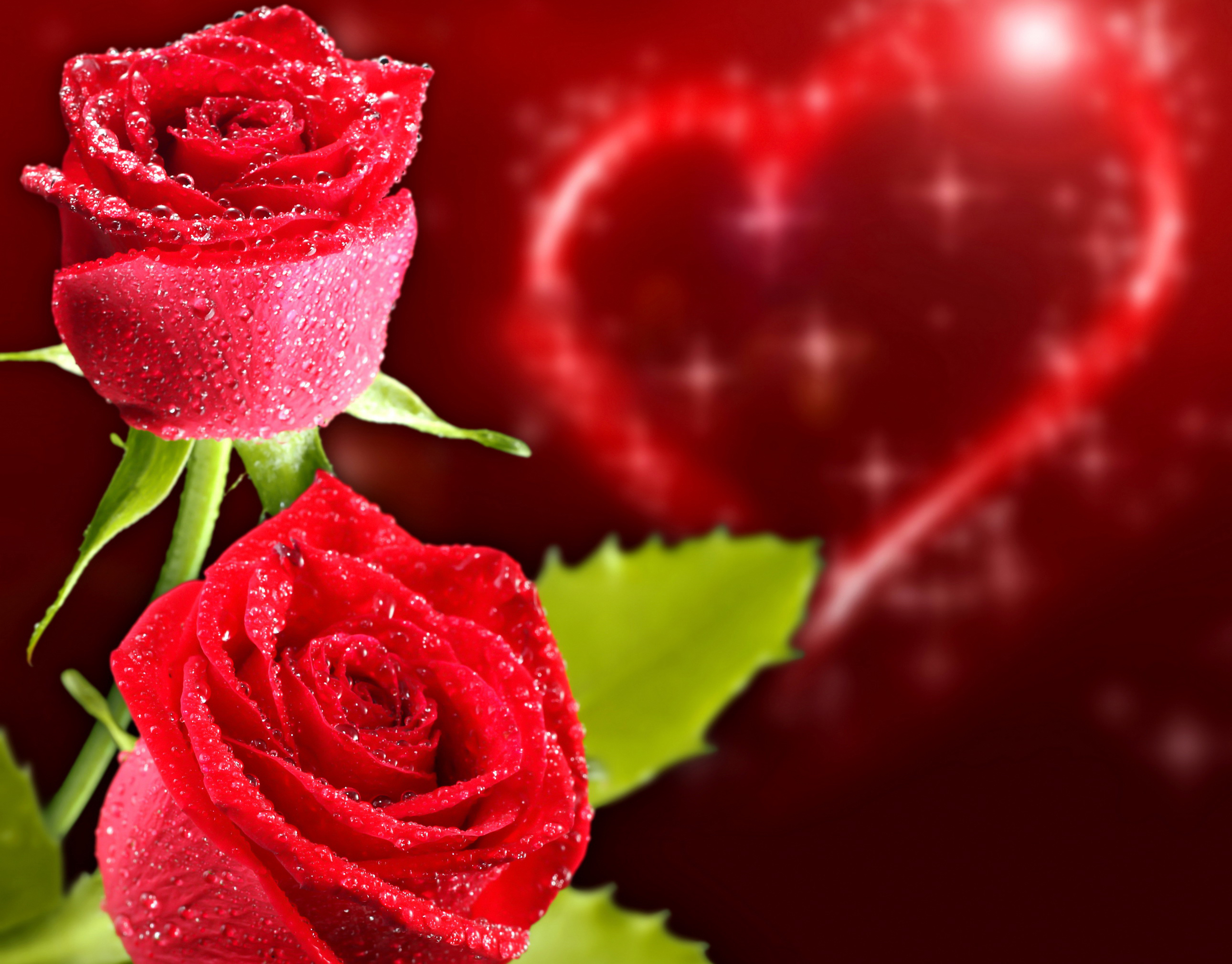 Picture Valentine's Day Heart Red rose flower Closeup 2580x2020