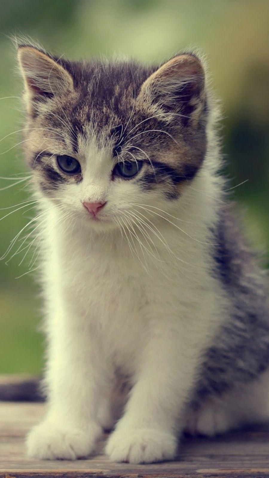 Thinking Kitty Mobile Wallpaper Wall. Kittens cutest