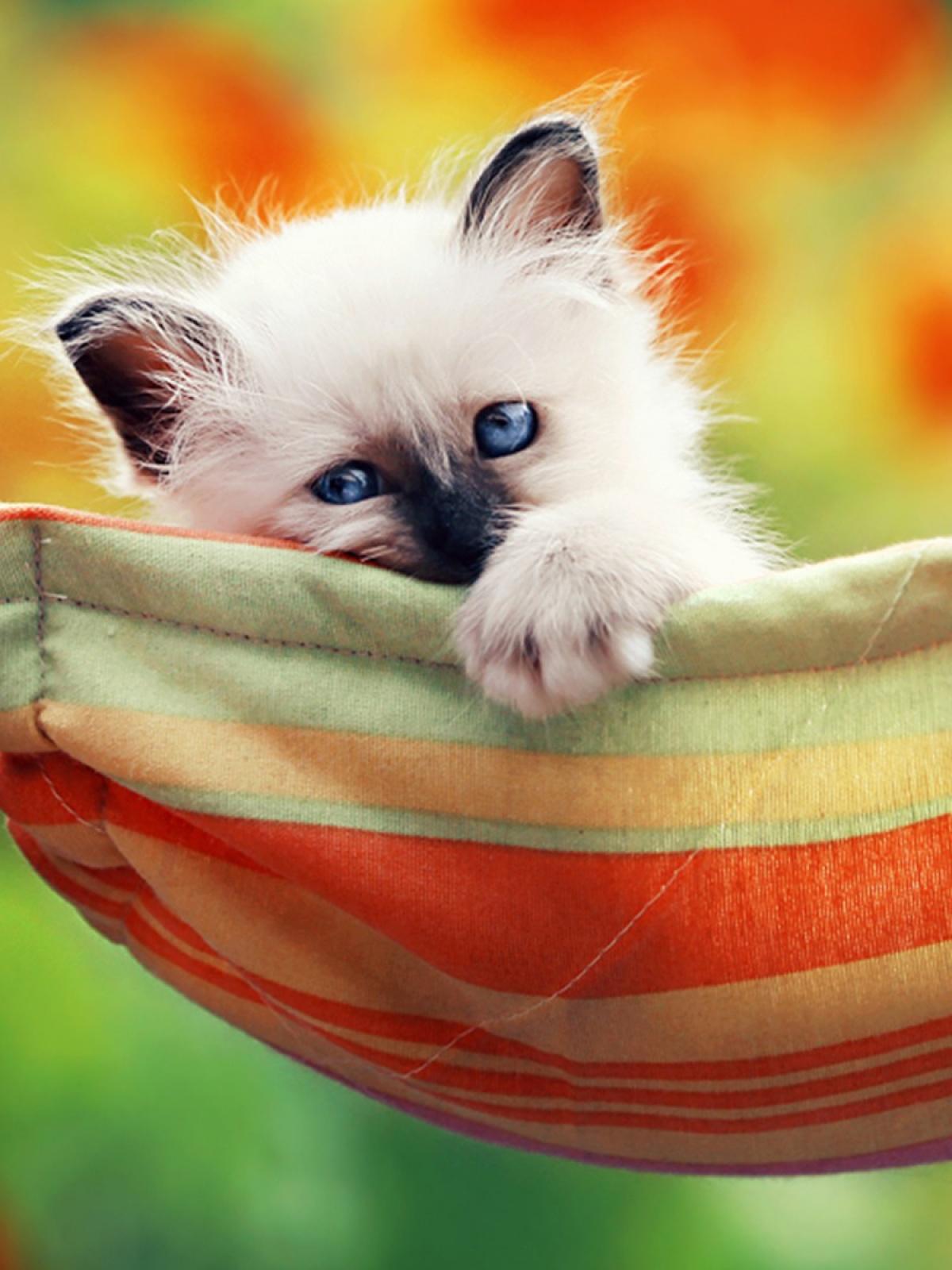Cute Kitten Mobile Wallpaper