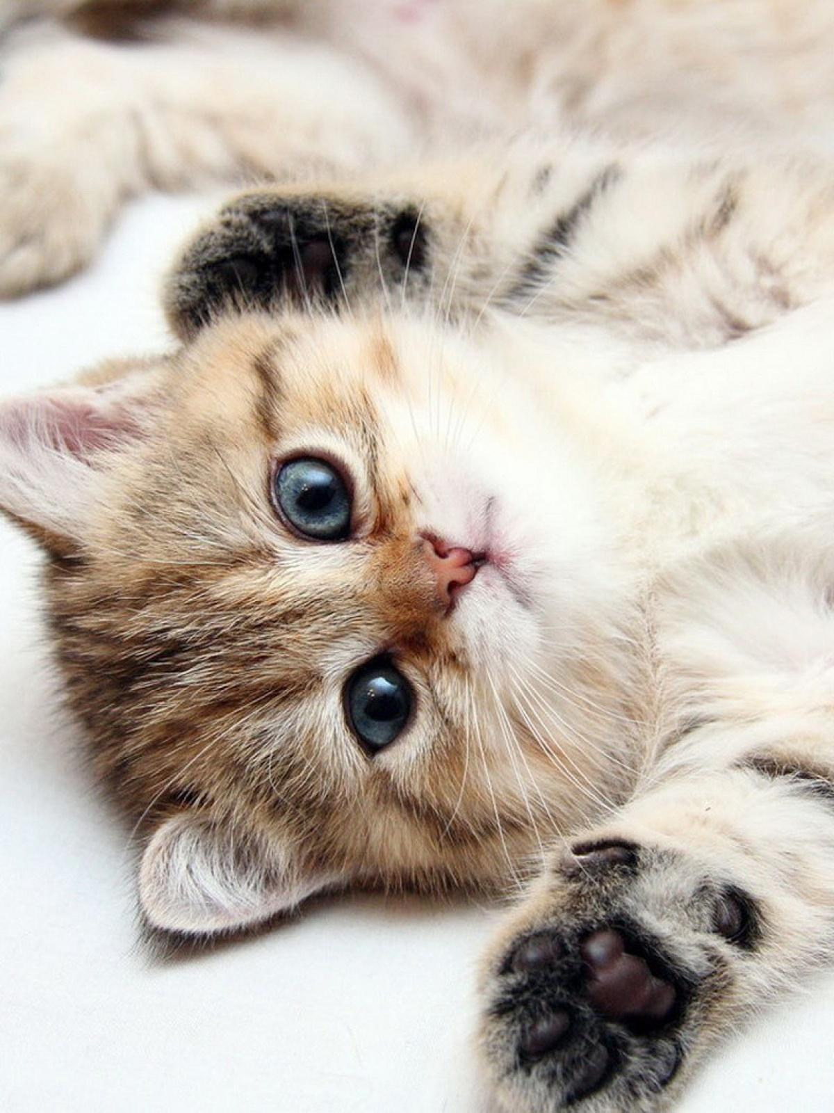 Cute Kittens Mobile Wallpaper