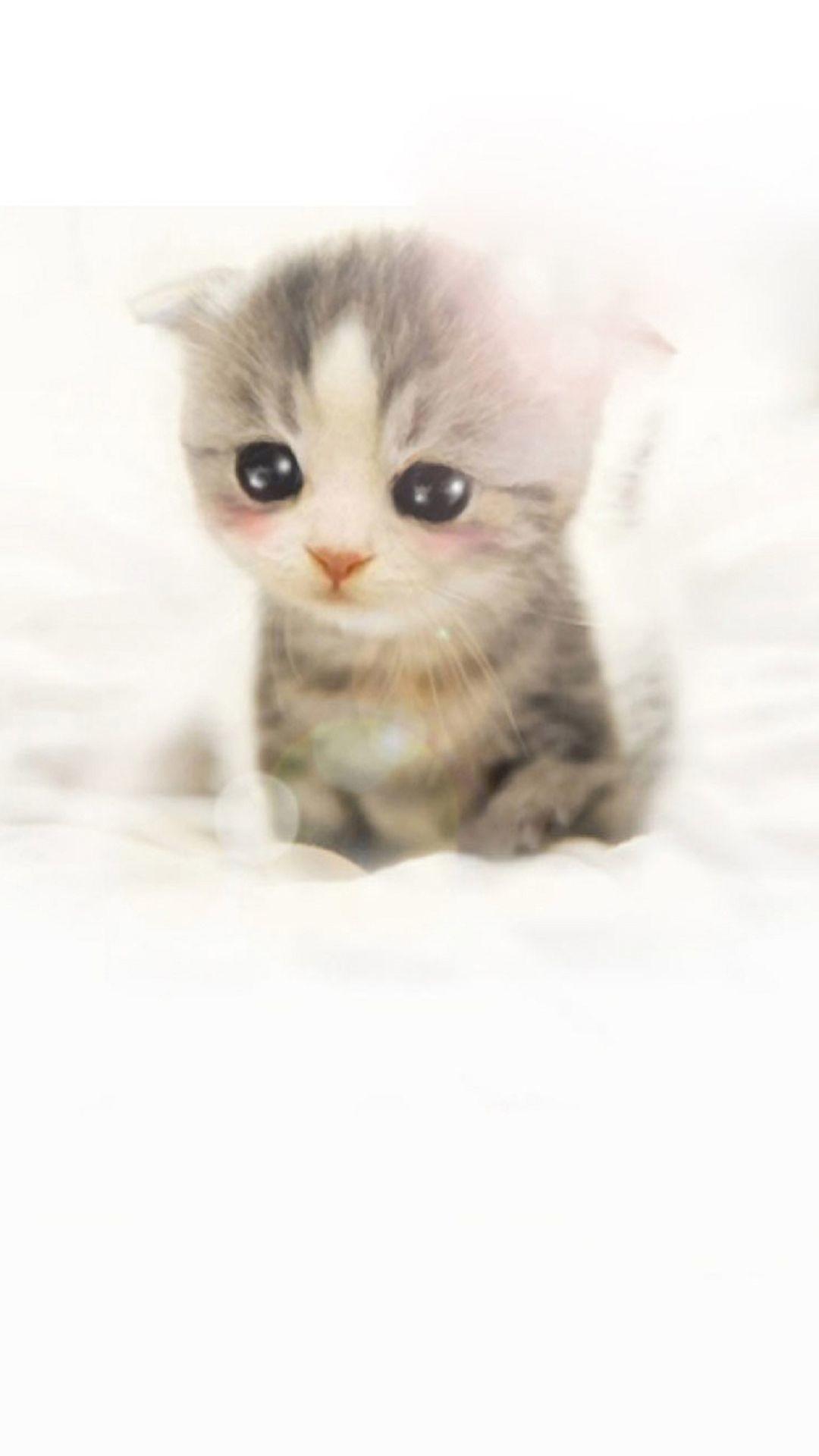 Kitten Background for Phones. Cute Kitten Wallpaper, Kitten Valentine Wallpaper and Halloween Kitten Wallpaper