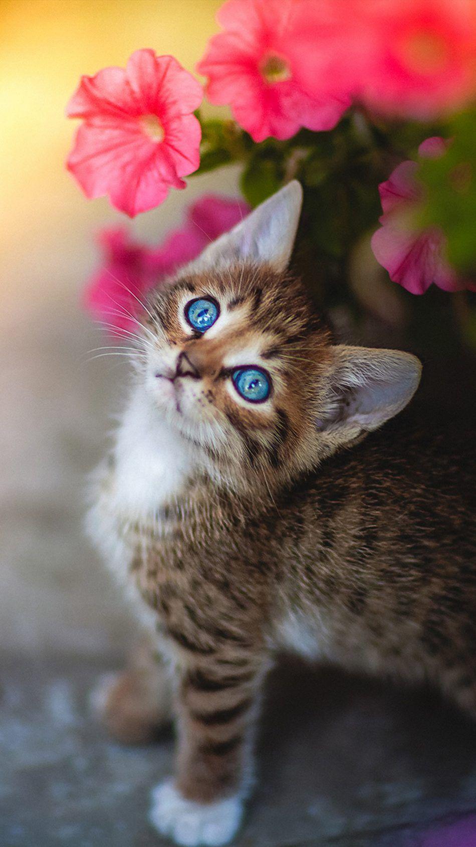 Download Cute Kitten Blue Eyes Flower Free Pure 4K Ultra HD
