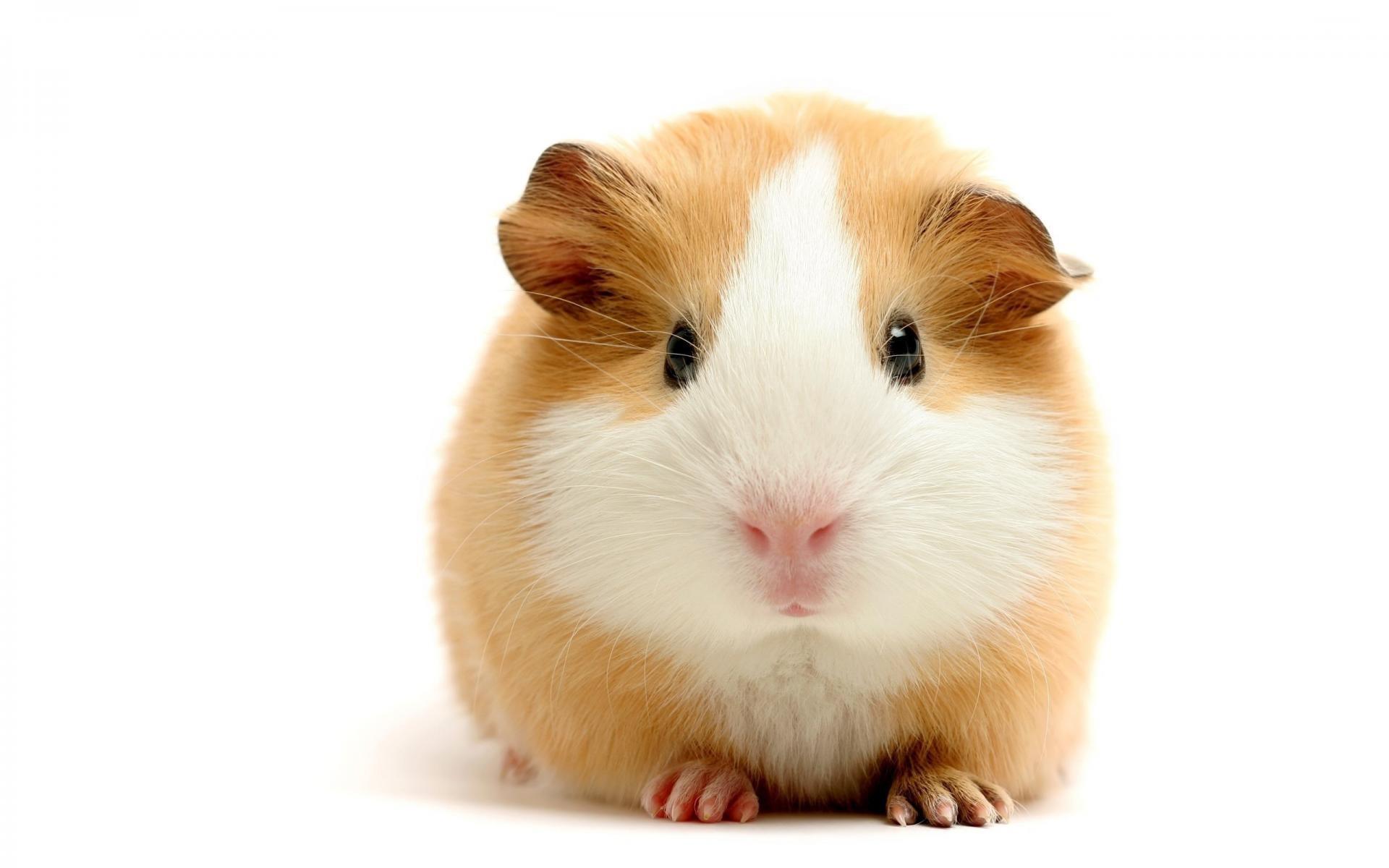 Cute Hamster Wallpaper