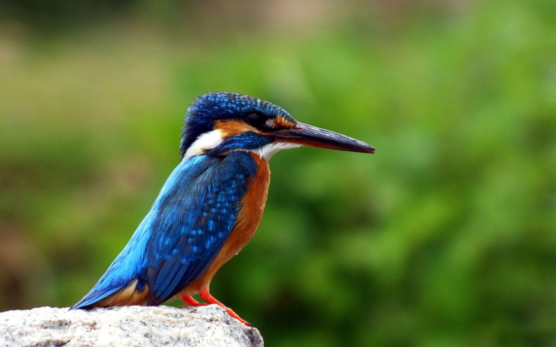 kingfisher bird HD Photography wallpaper Photography