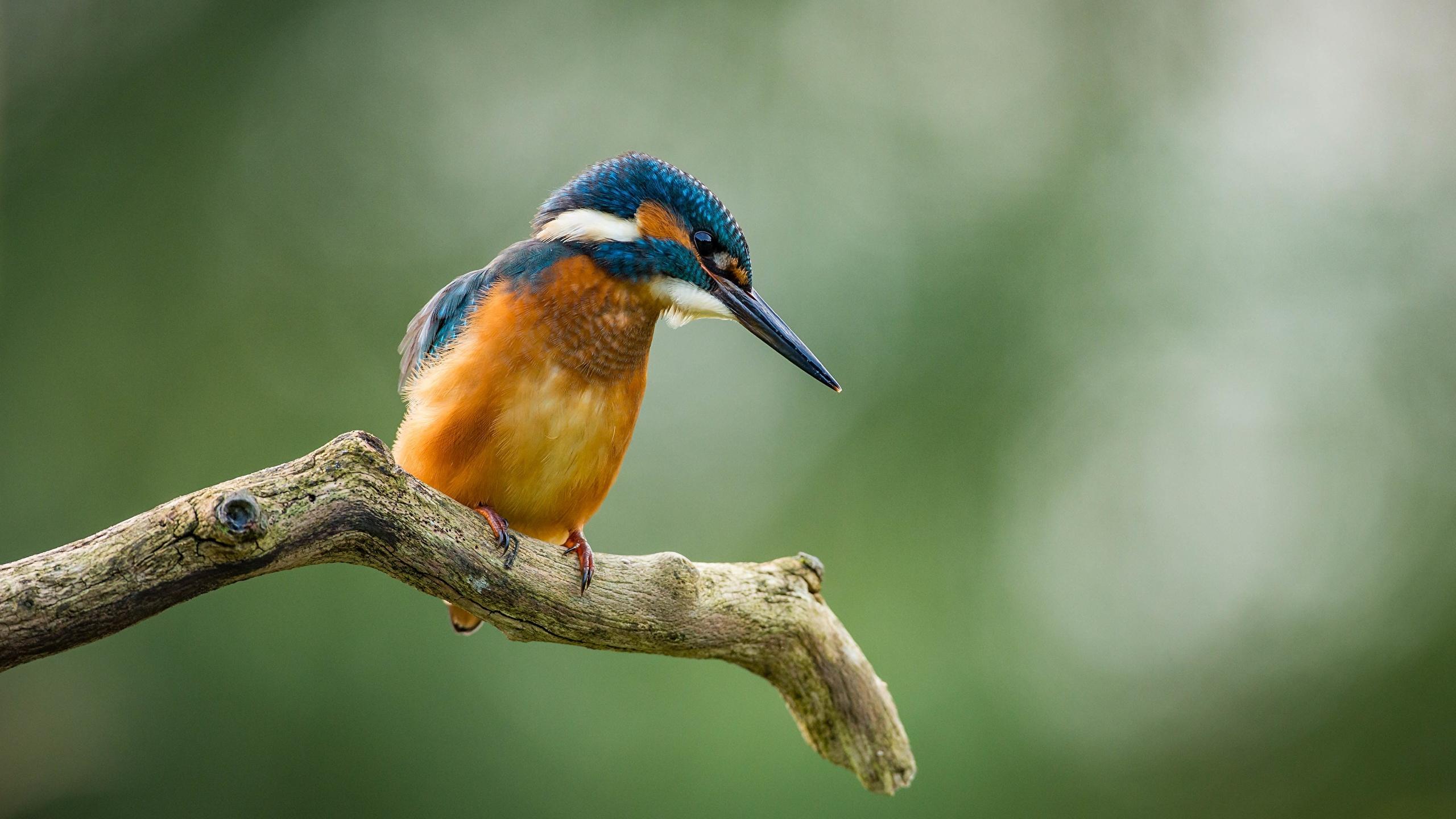 image Common Kingfisher Birds Bokeh Branches Animals 2560x1440