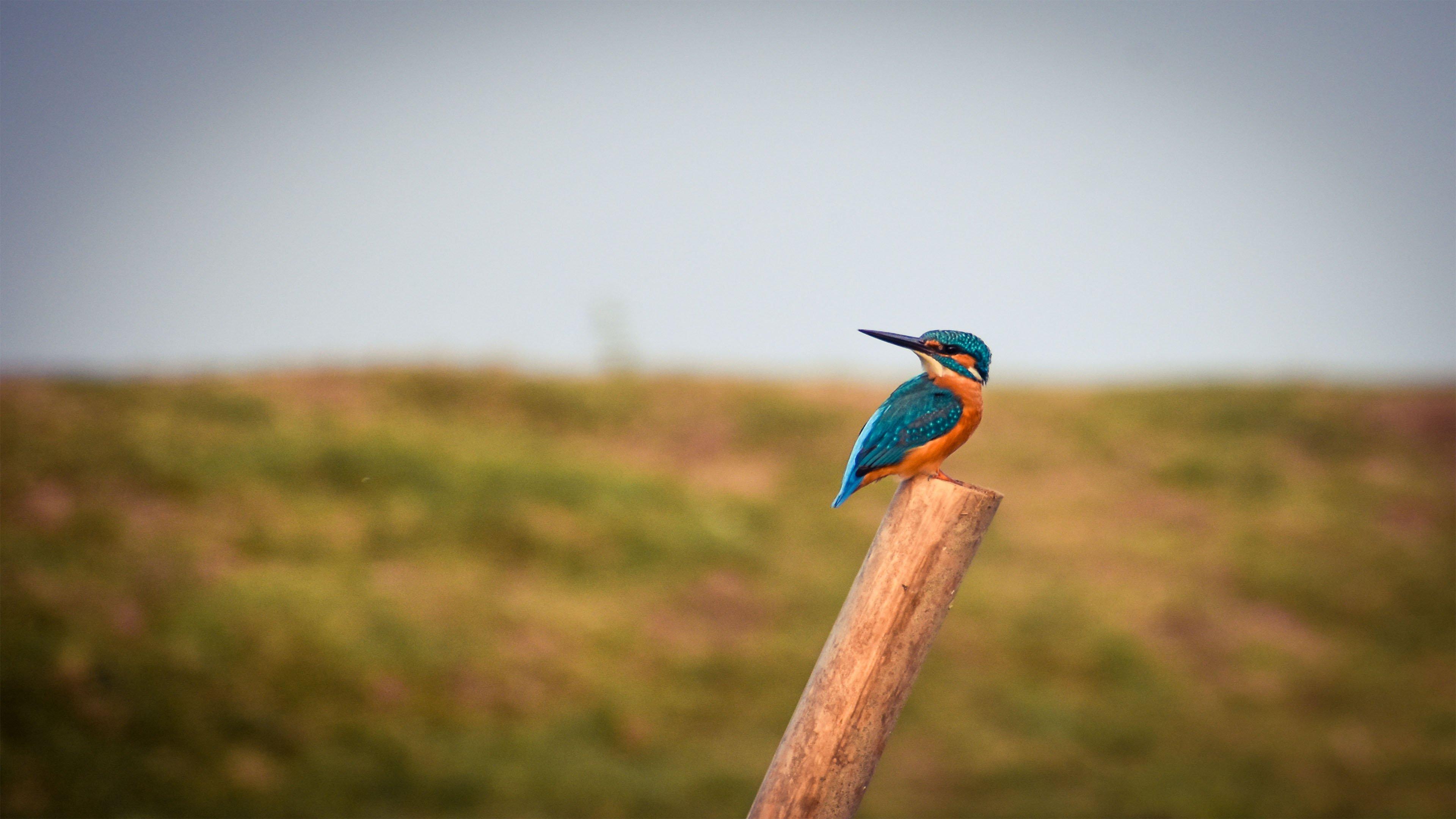 Common Kingfisher wallpaper [3840*2160]