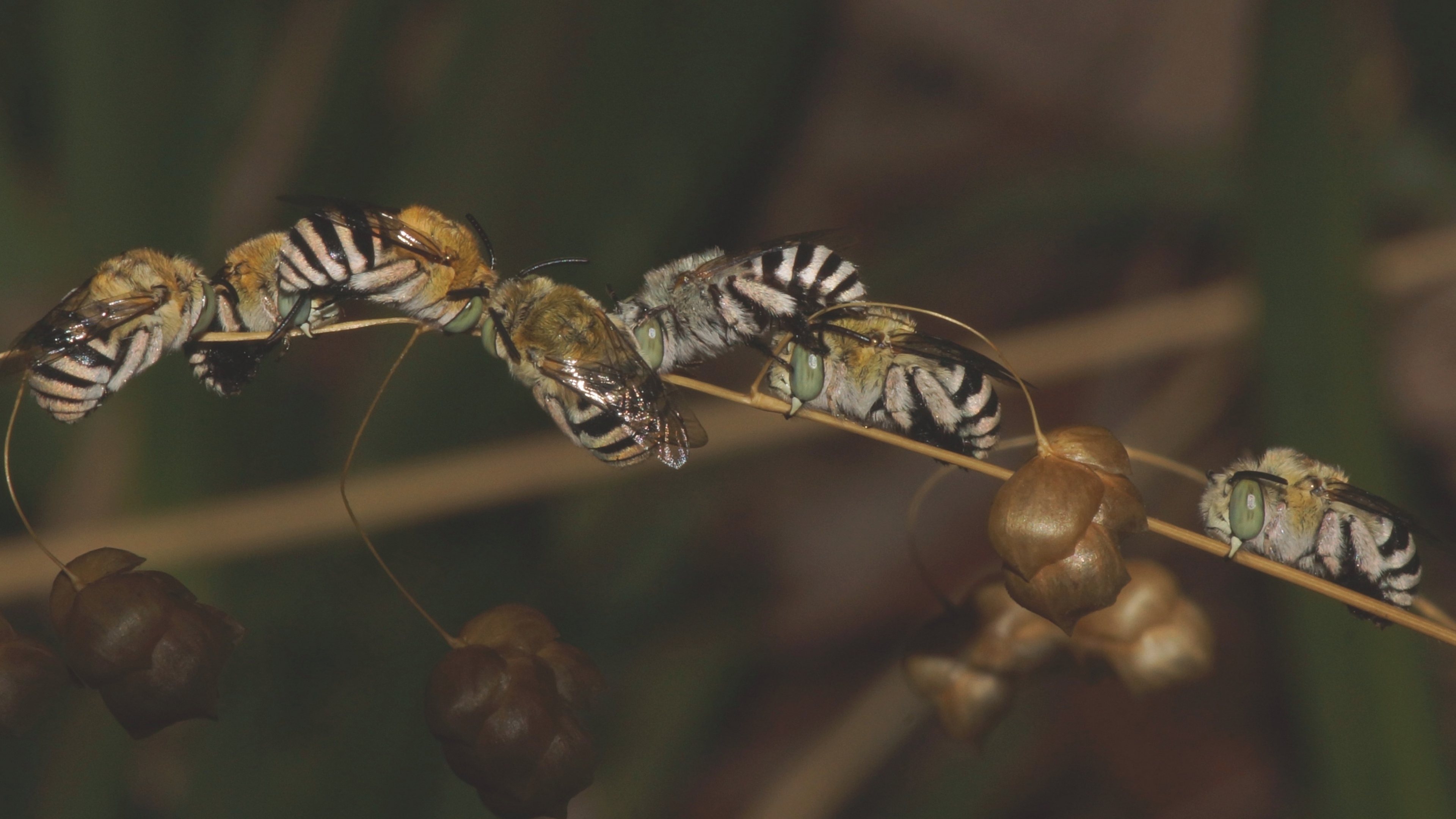 Blue Banded Bee Wallpaper. Banded