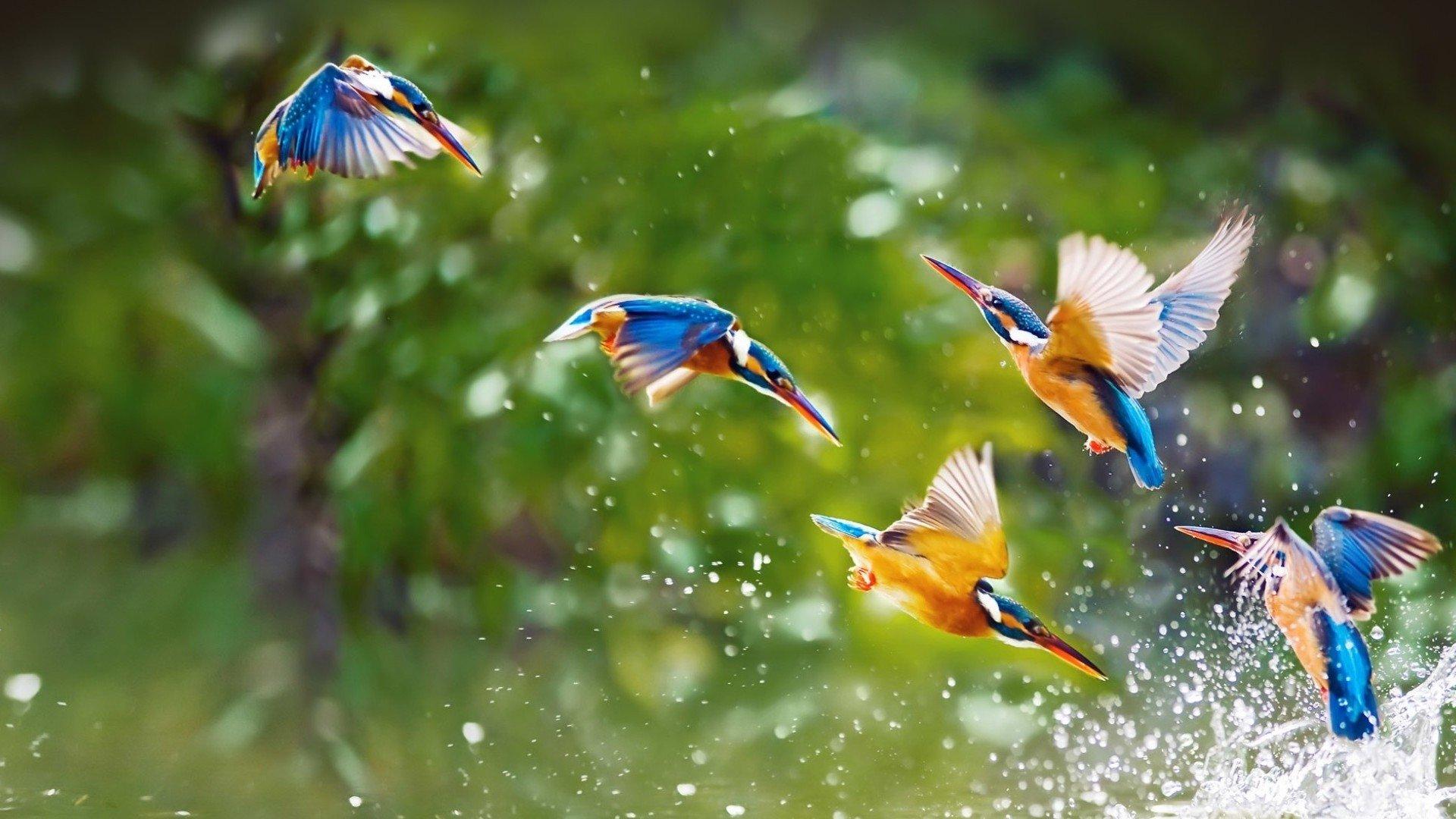 Kingfisher HD Wallpaper and Background Image