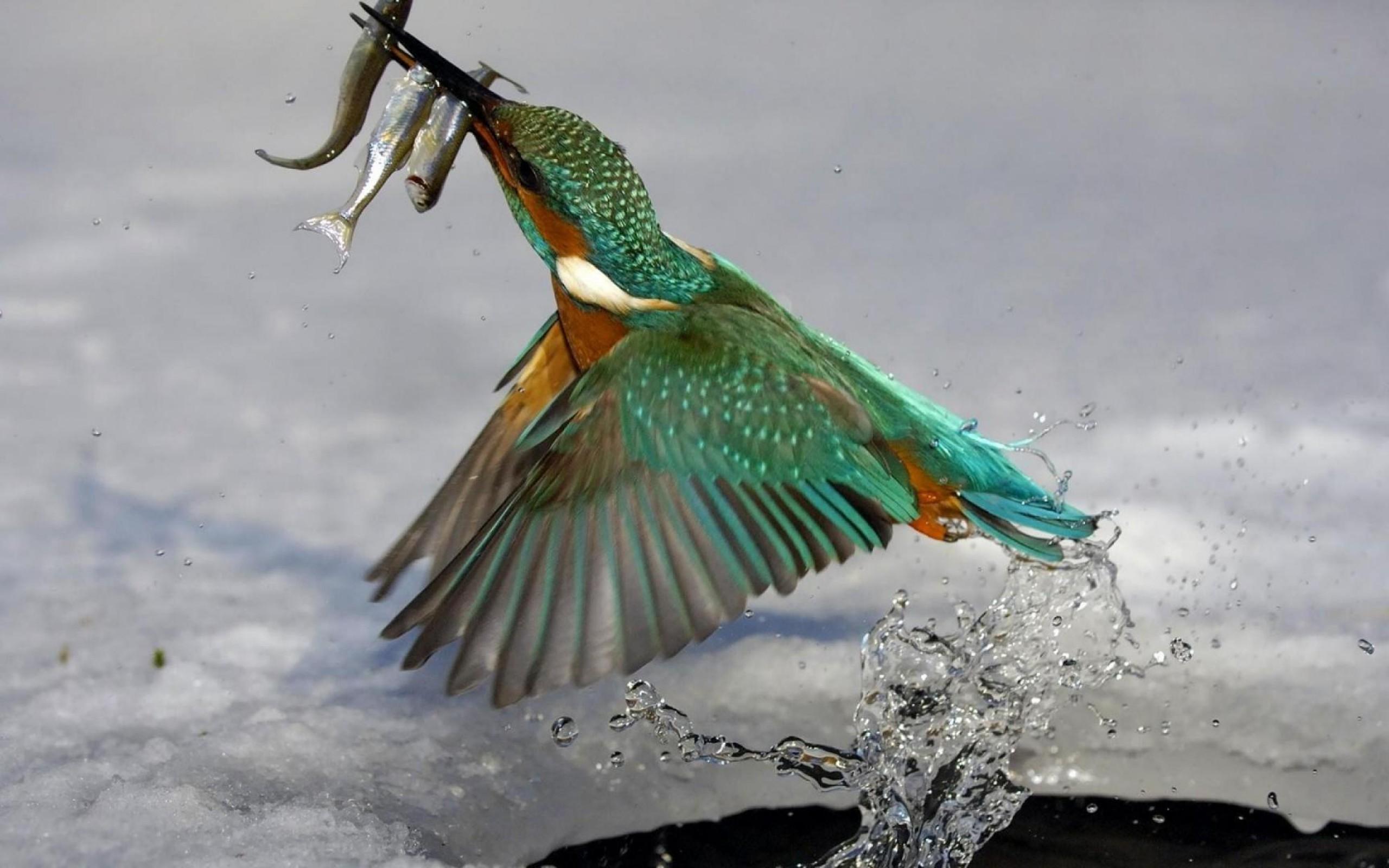 animals, Nature, Wildlife, Fishing, Birds, Kingfisher